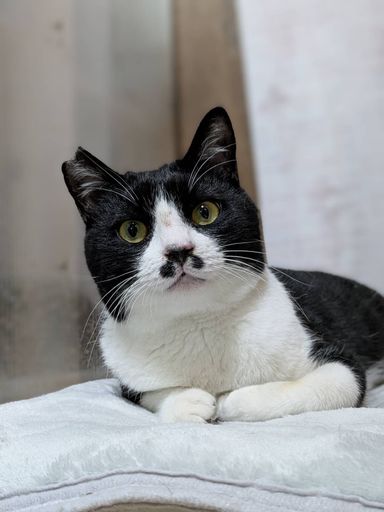 雑種（ミックス猫）・オスの里親募集の写真