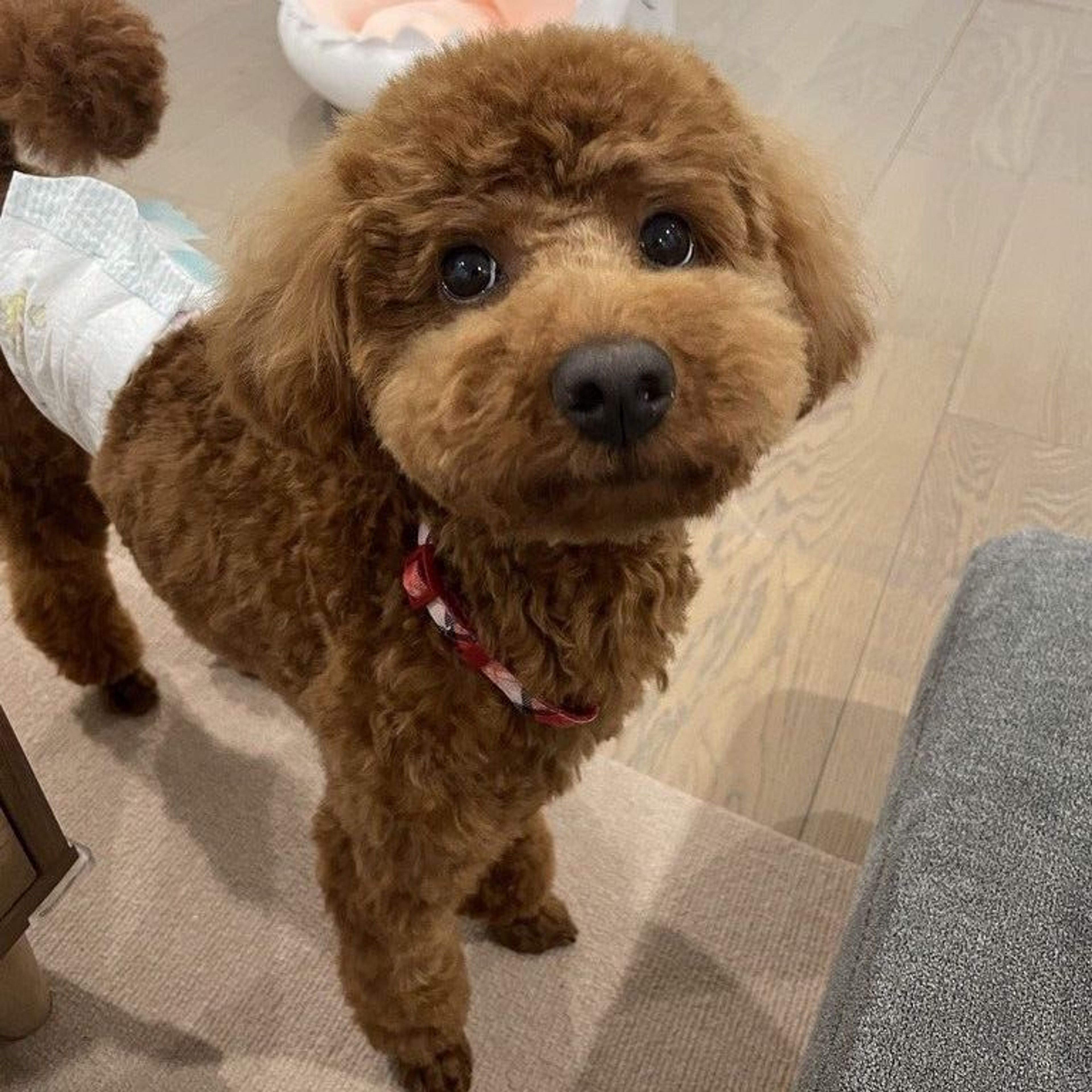 トイプードル・オスの里親募集の写真