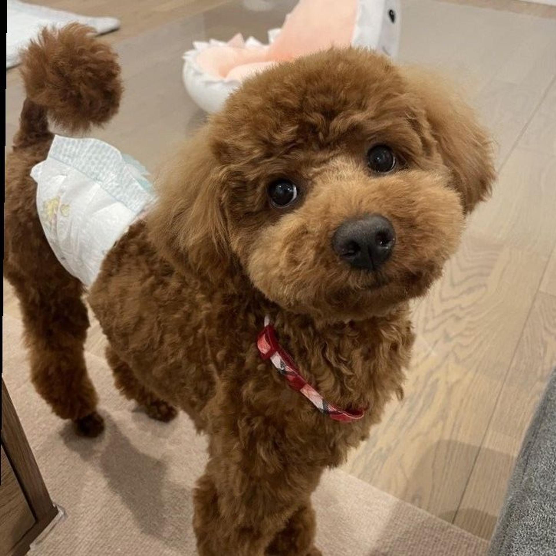 pet-image-2
