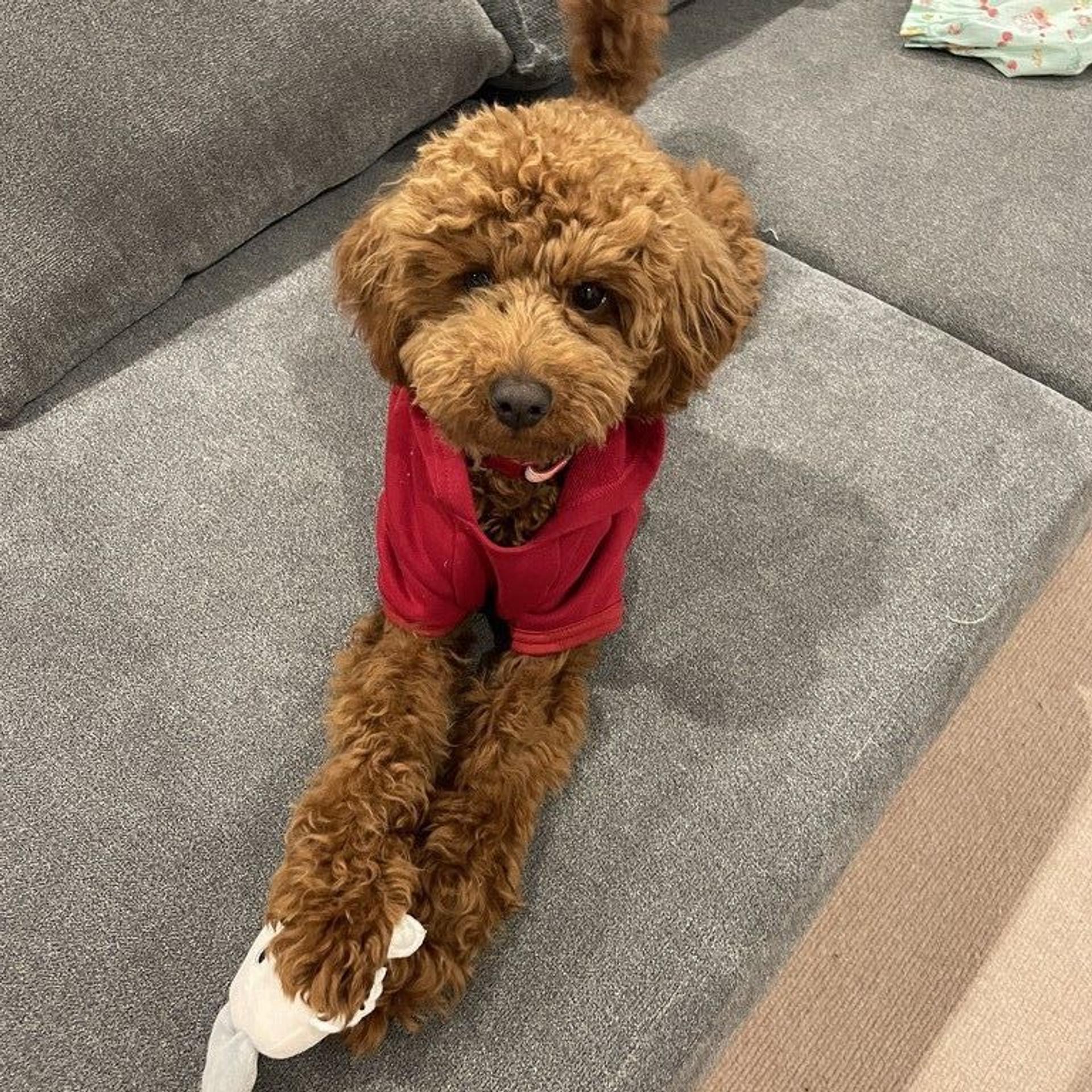 pet-image-3