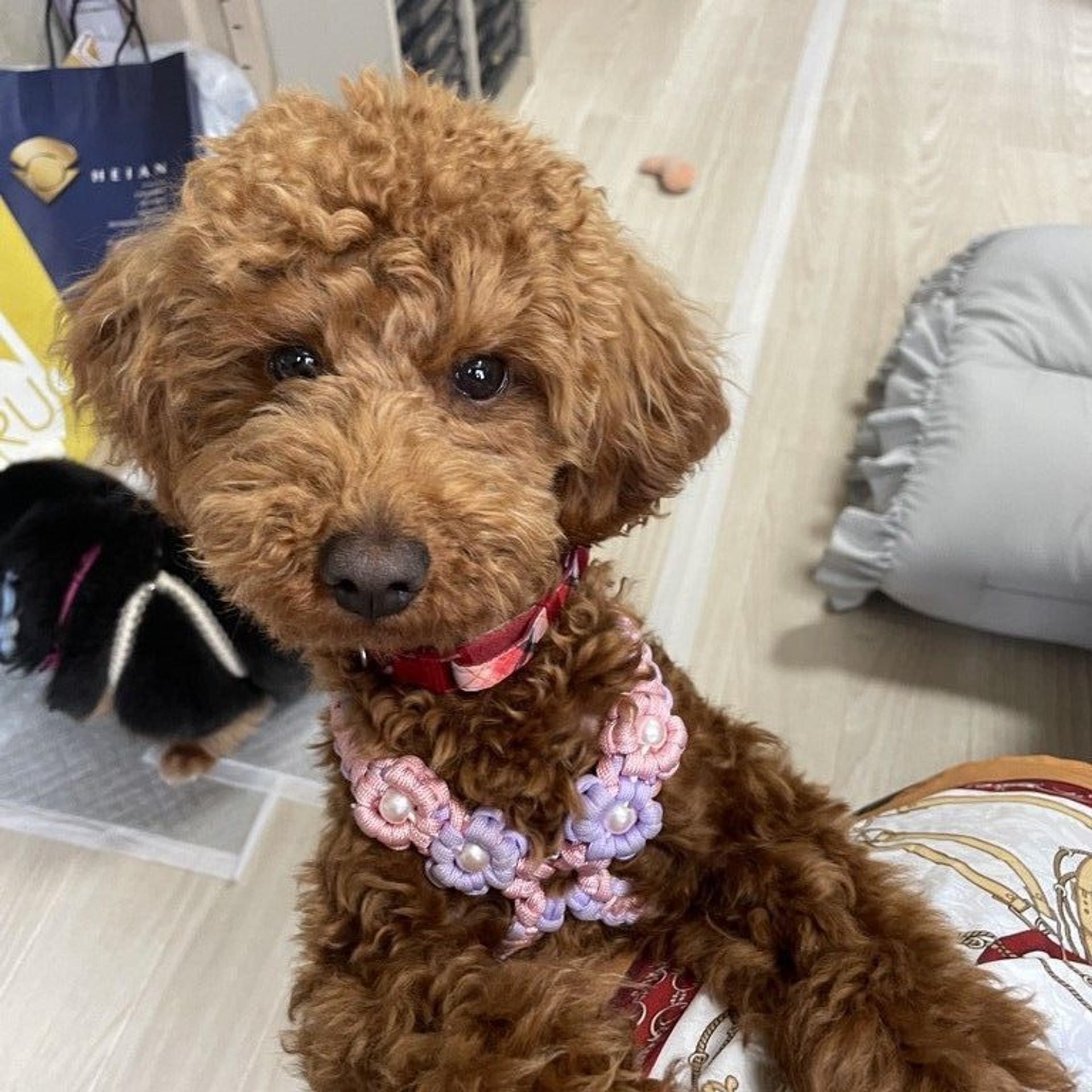 pet-image-5