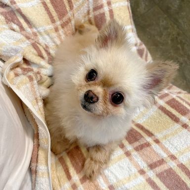 ポメラニアン・オスの里親募集の写真
