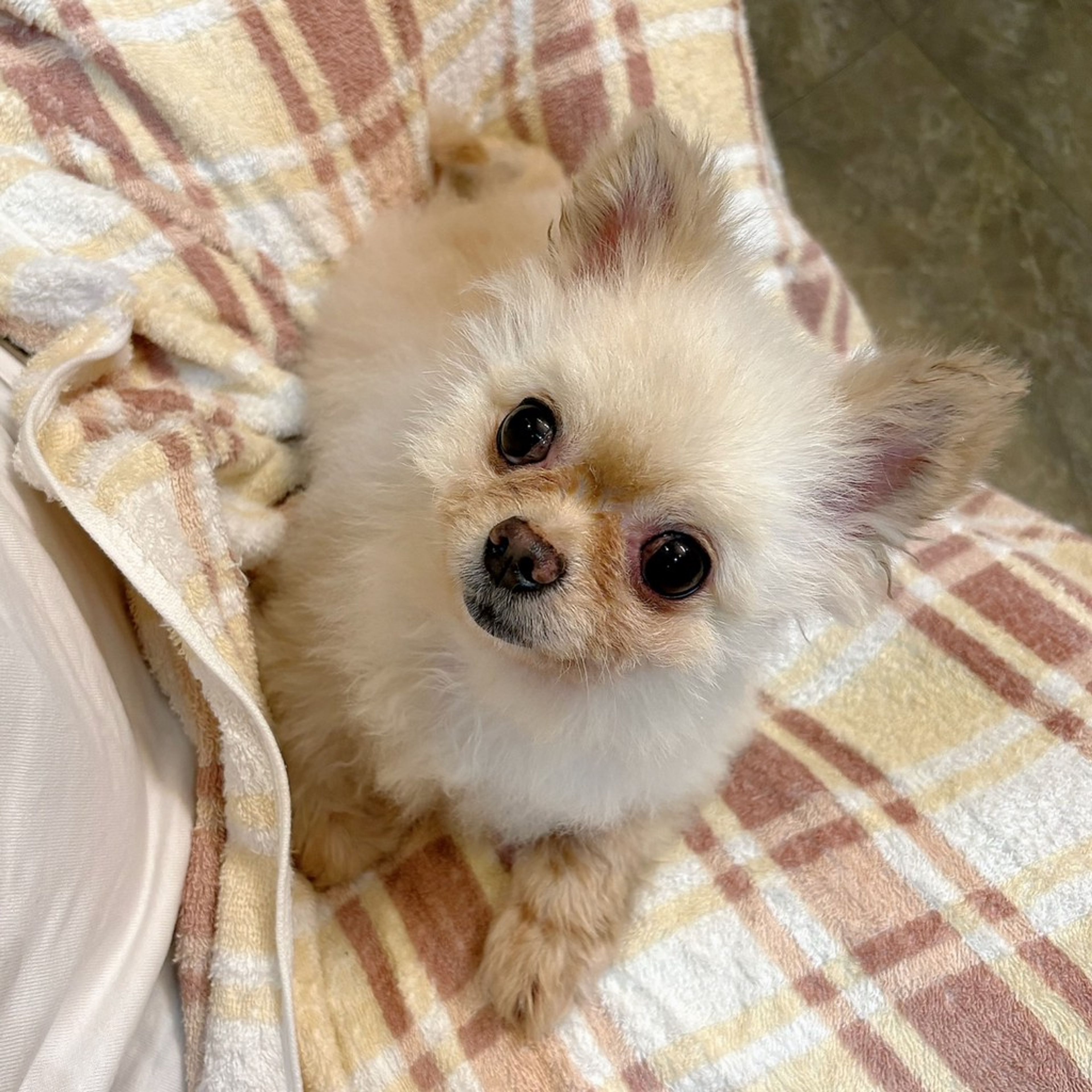 ポメラニアン・オスの里親募集の写真