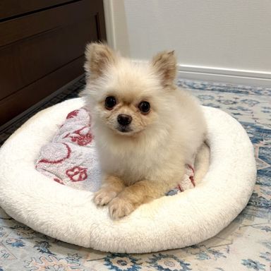 ポメラニアン・オスの里親募集の写真