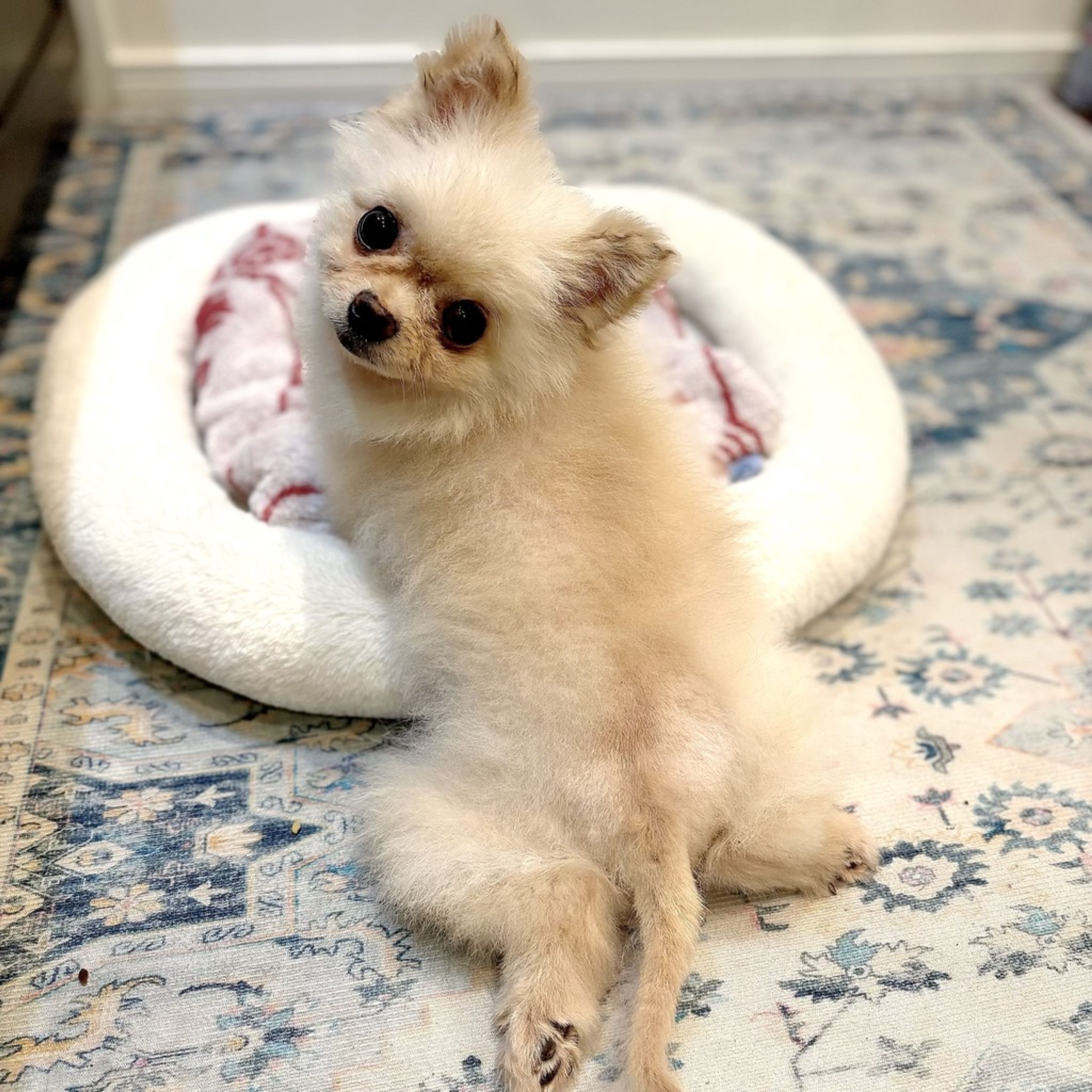 pet-image-3