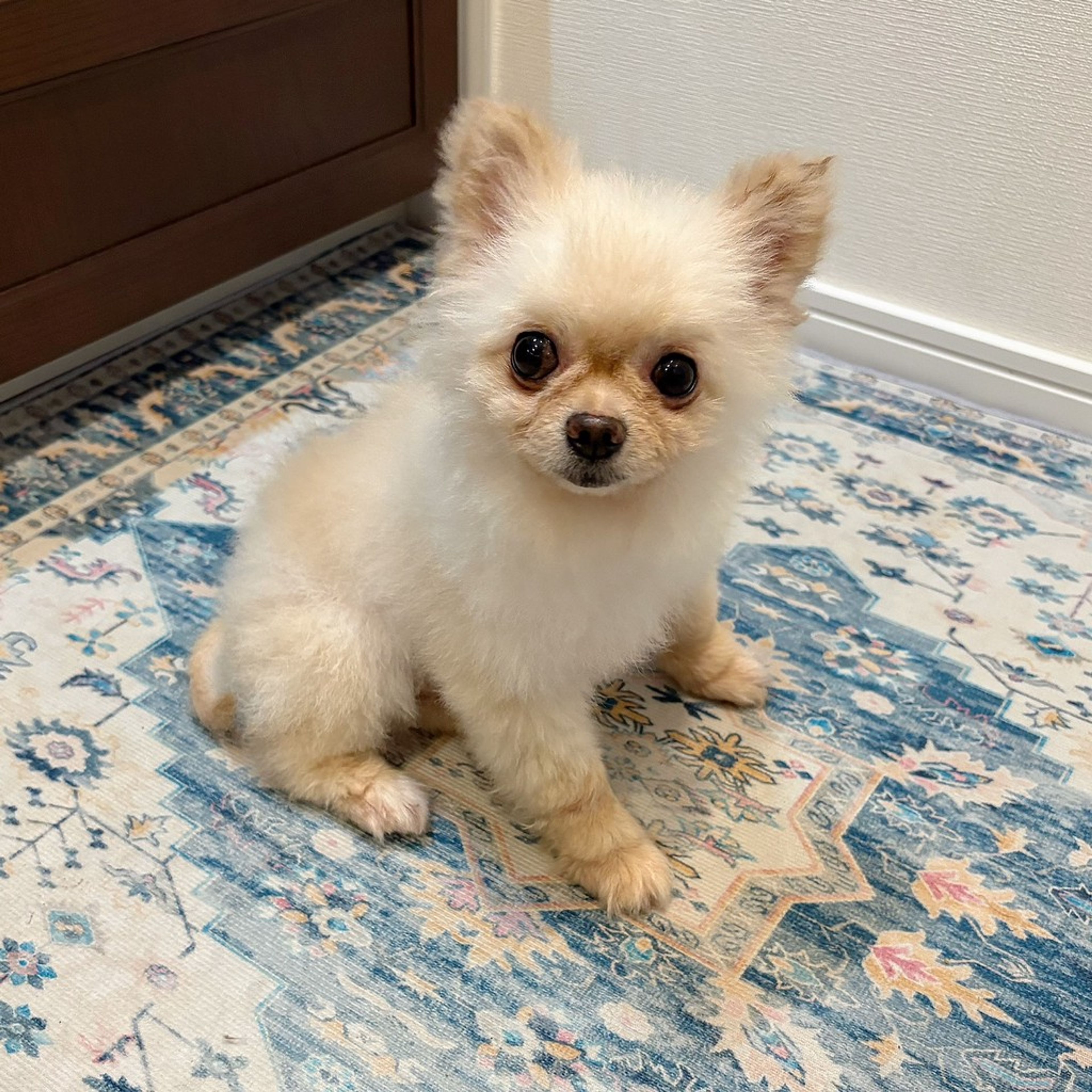 pet-image-4