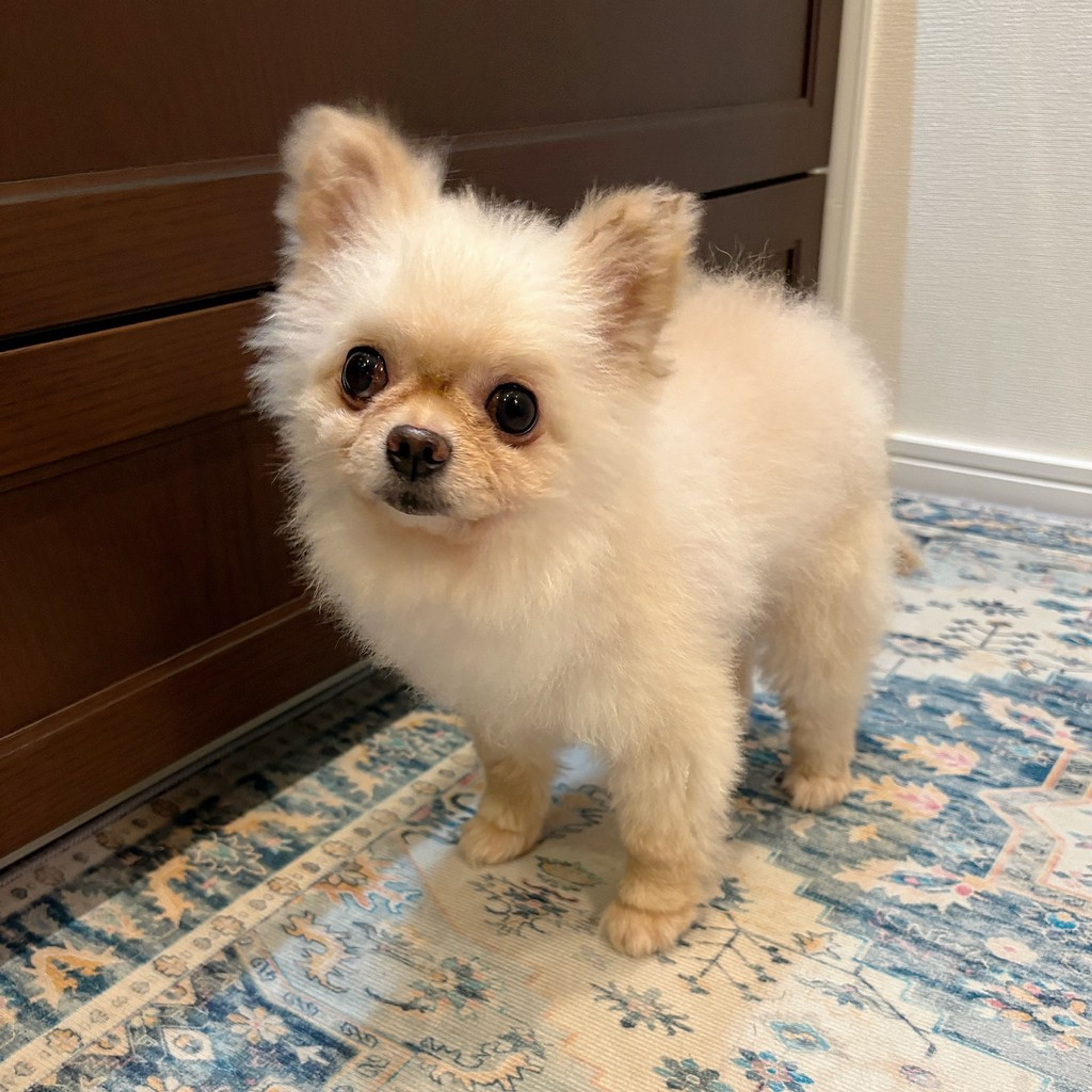pet-image-5