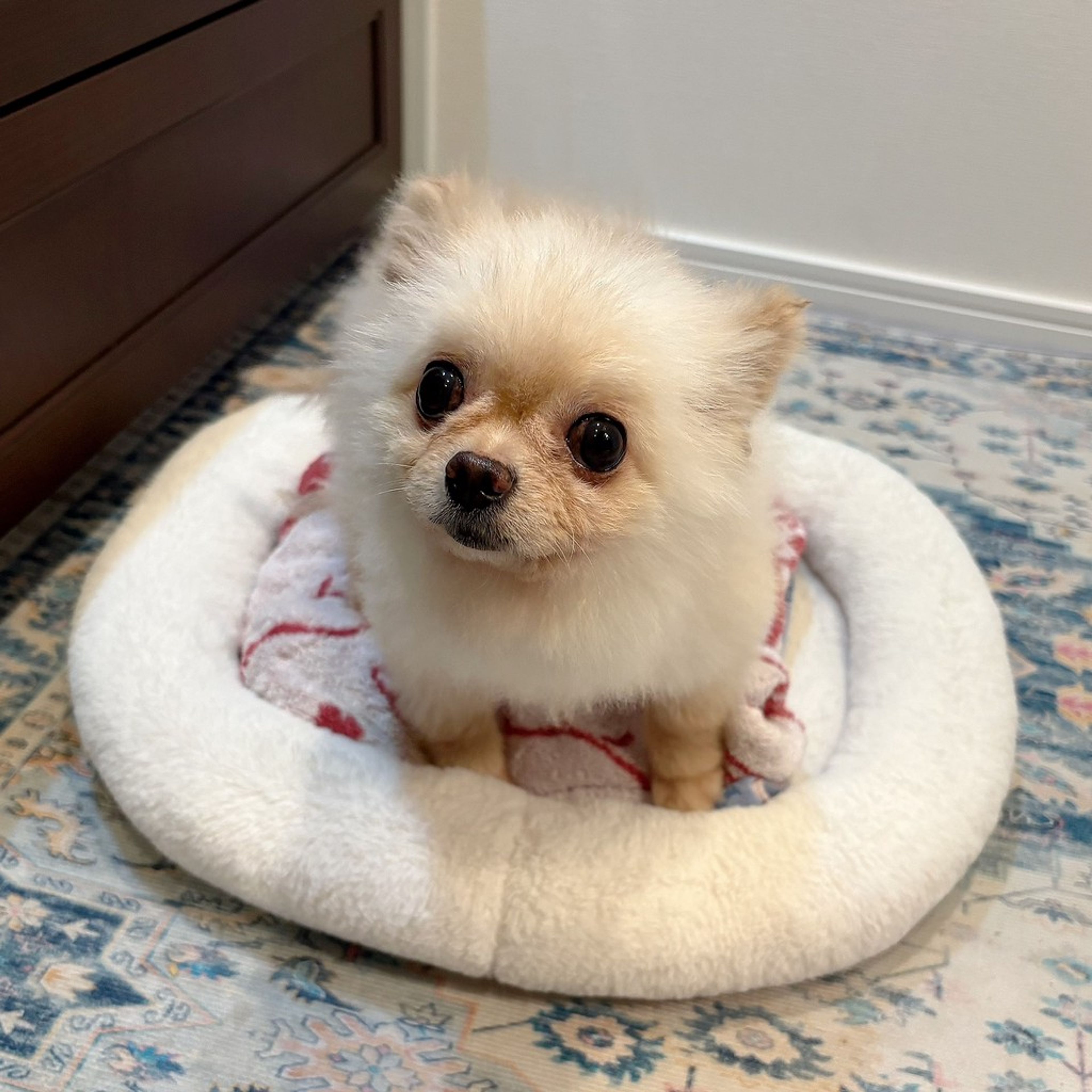 pet-image-6