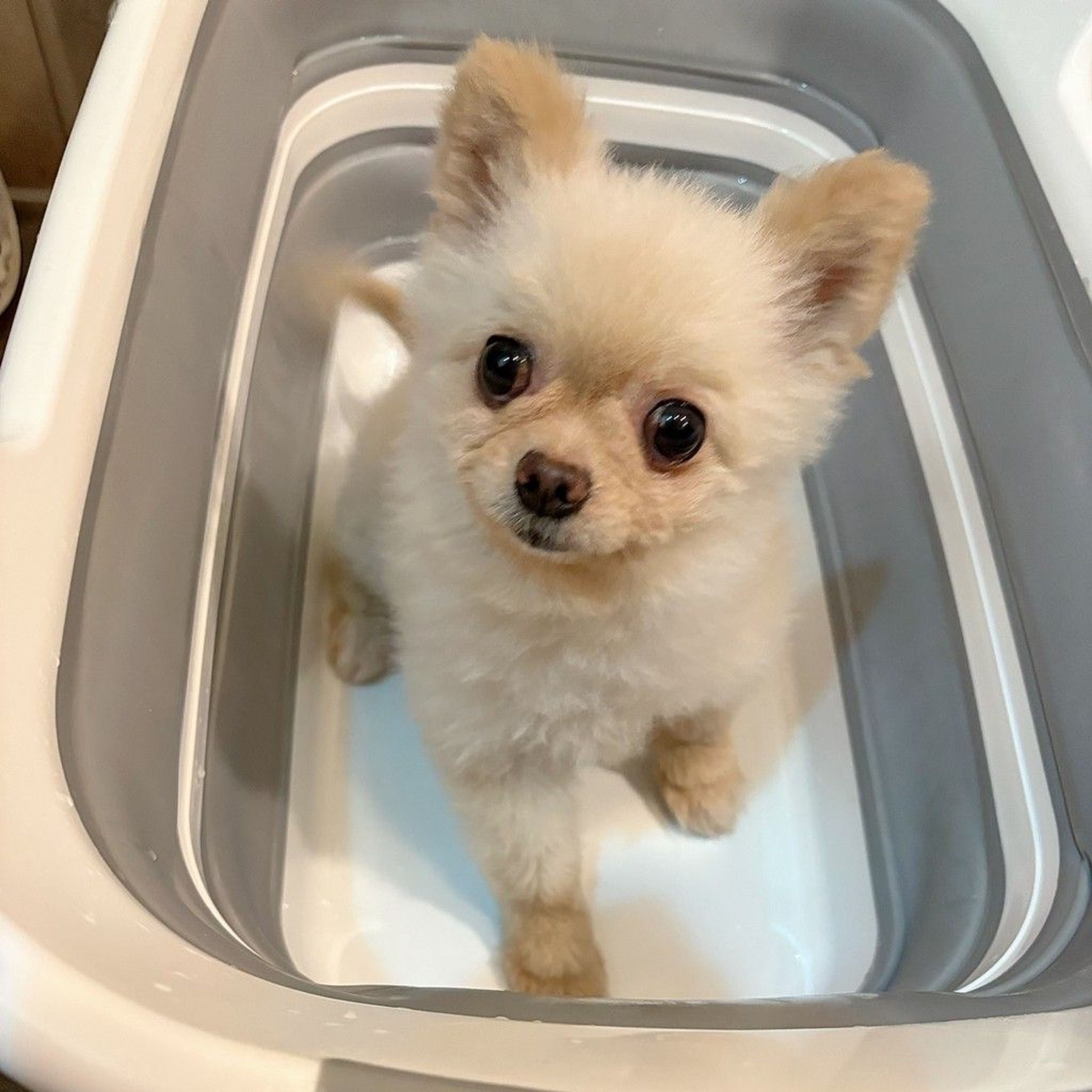 pet-image-7
