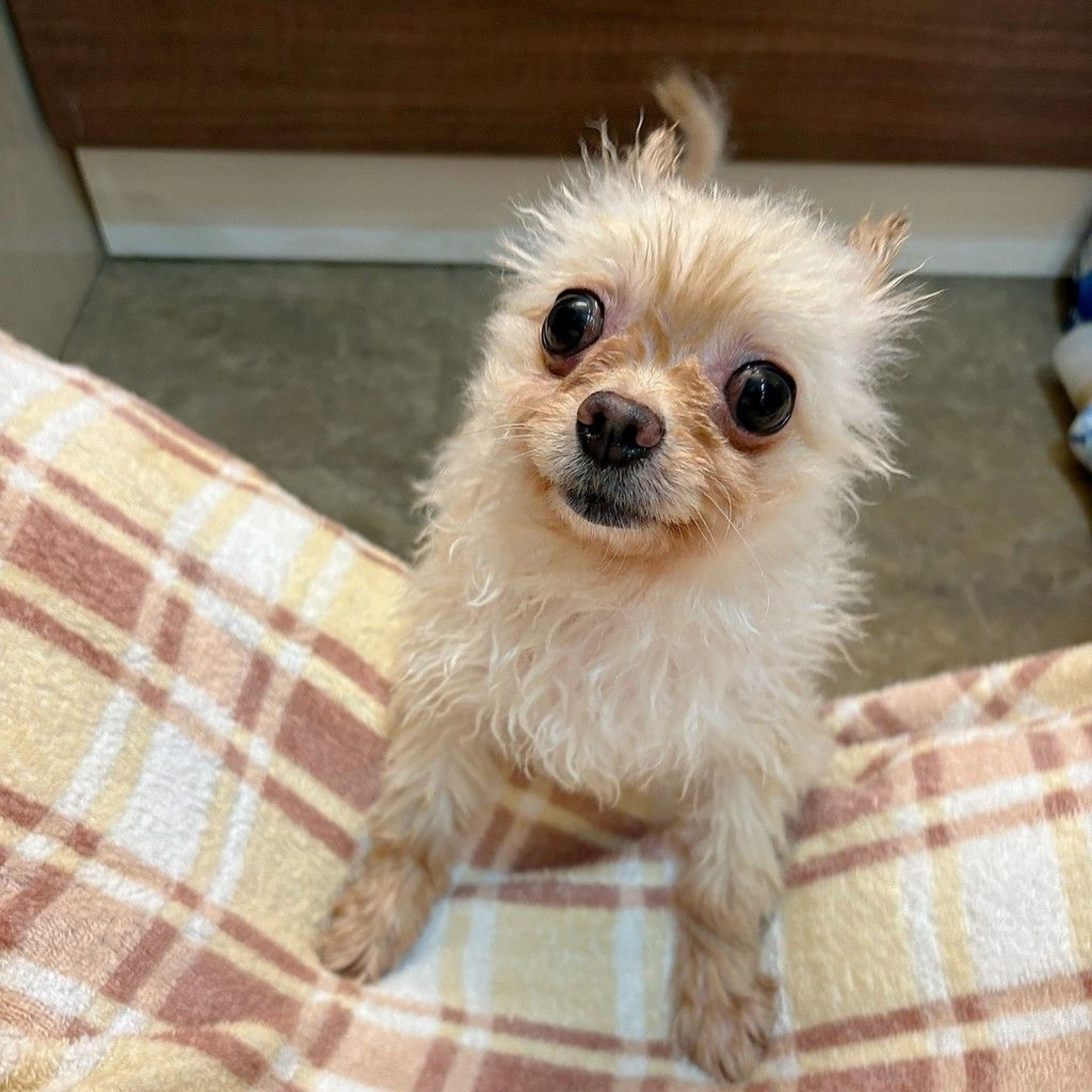 pet-image-8