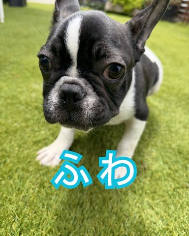 フレンチ・ブルドッグ・オスの里親募集の写真