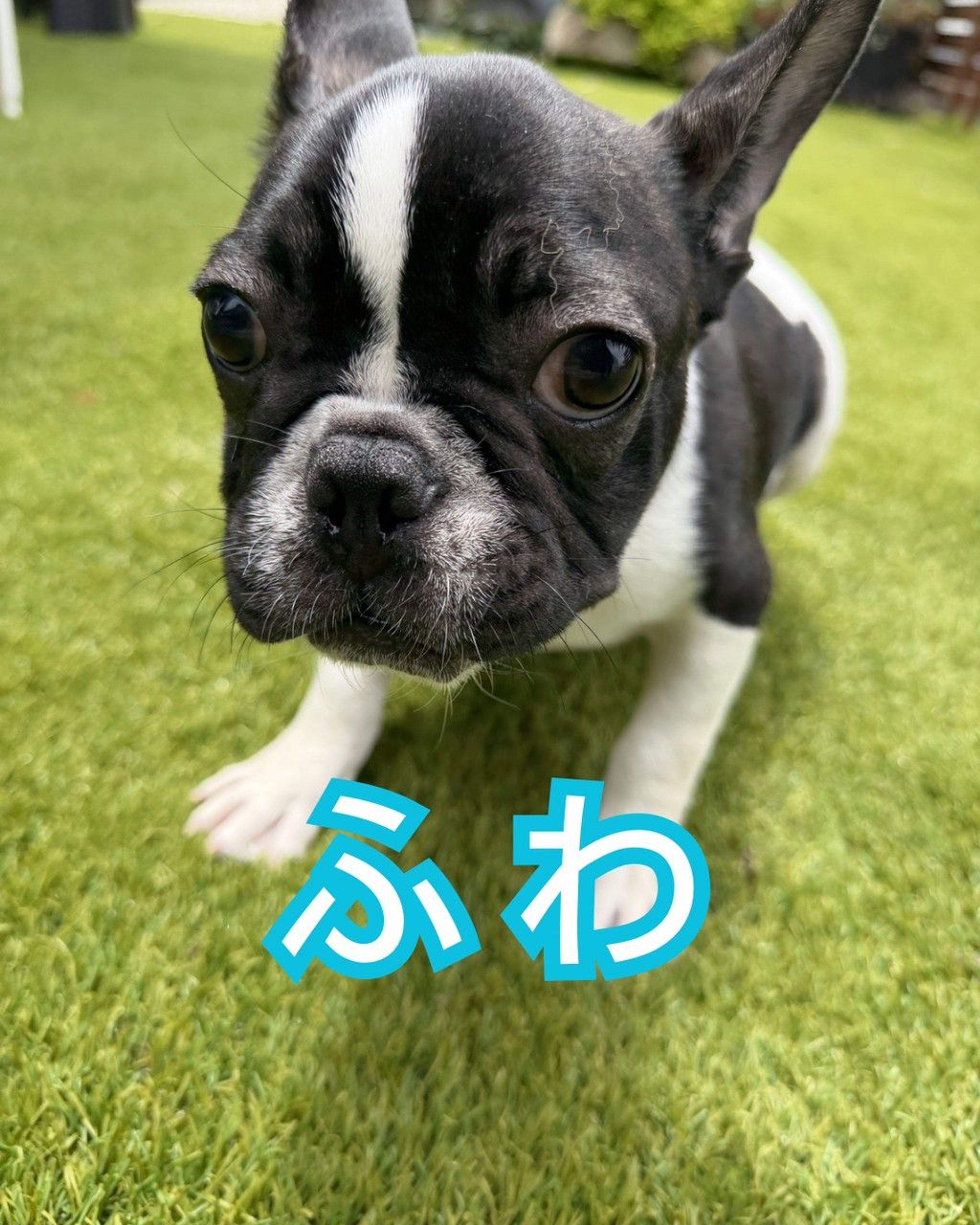 フレンチ・ブルドッグ・オスの里親募集の写真