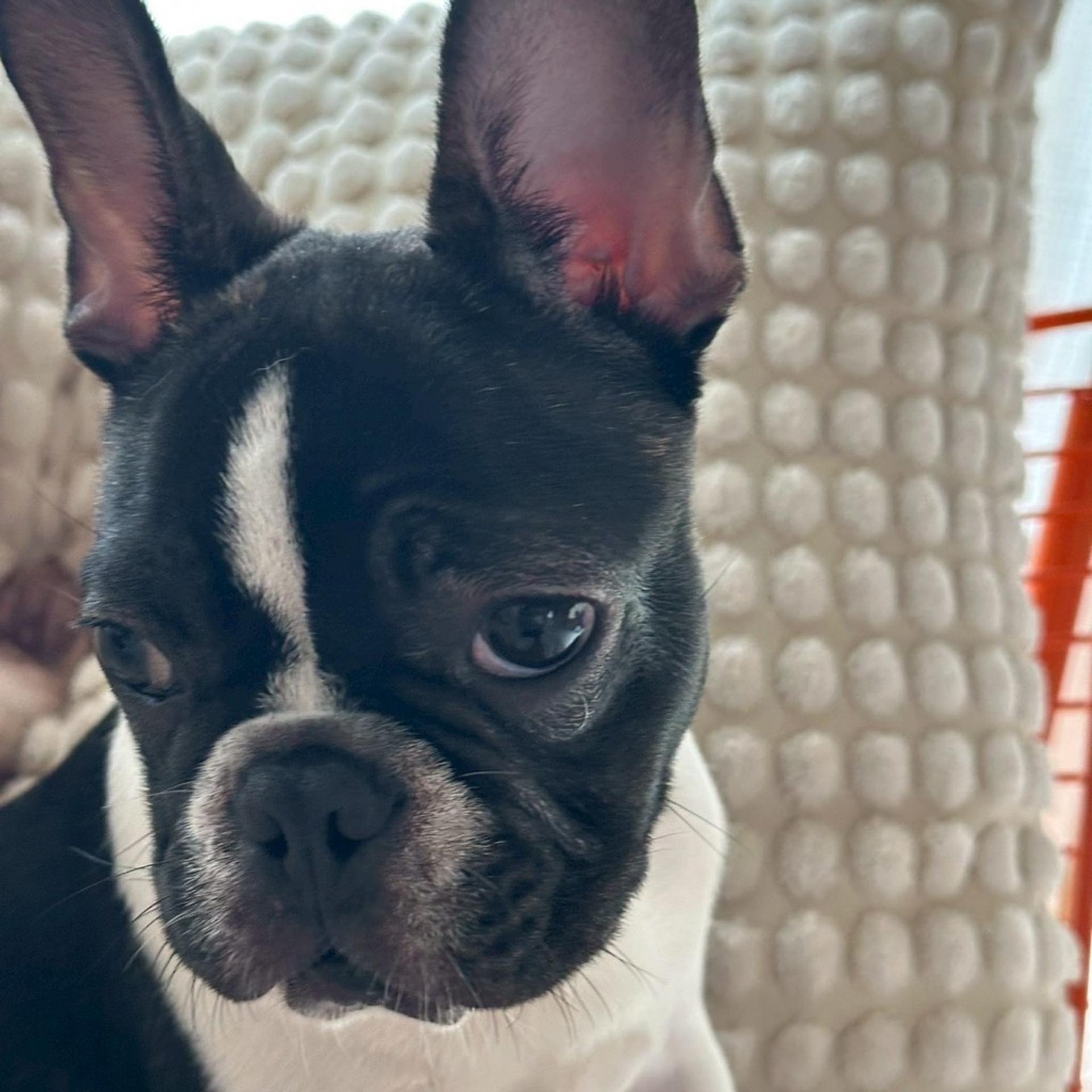 pet-image-2