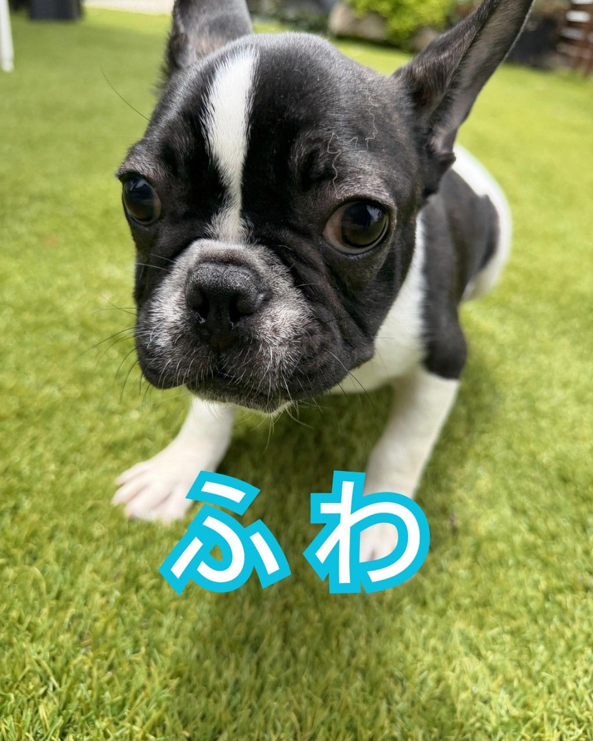 pet-image-4