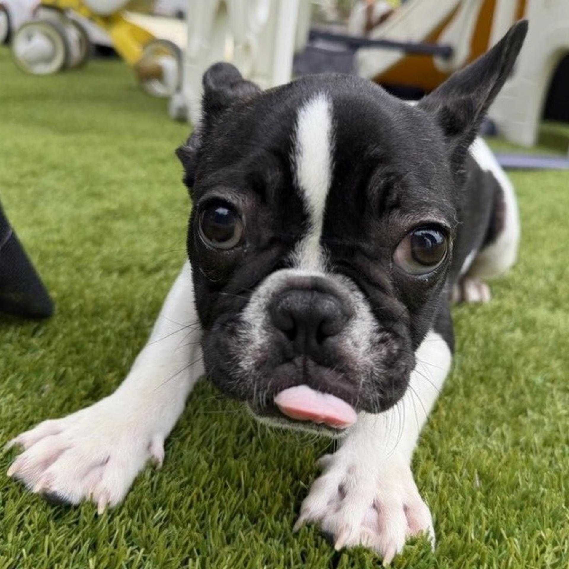 pet-image-5