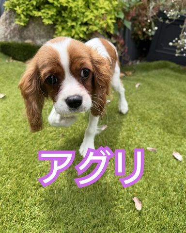 キャバリア・キング・チャールズ・スパニエル・メスの里親募集の写真