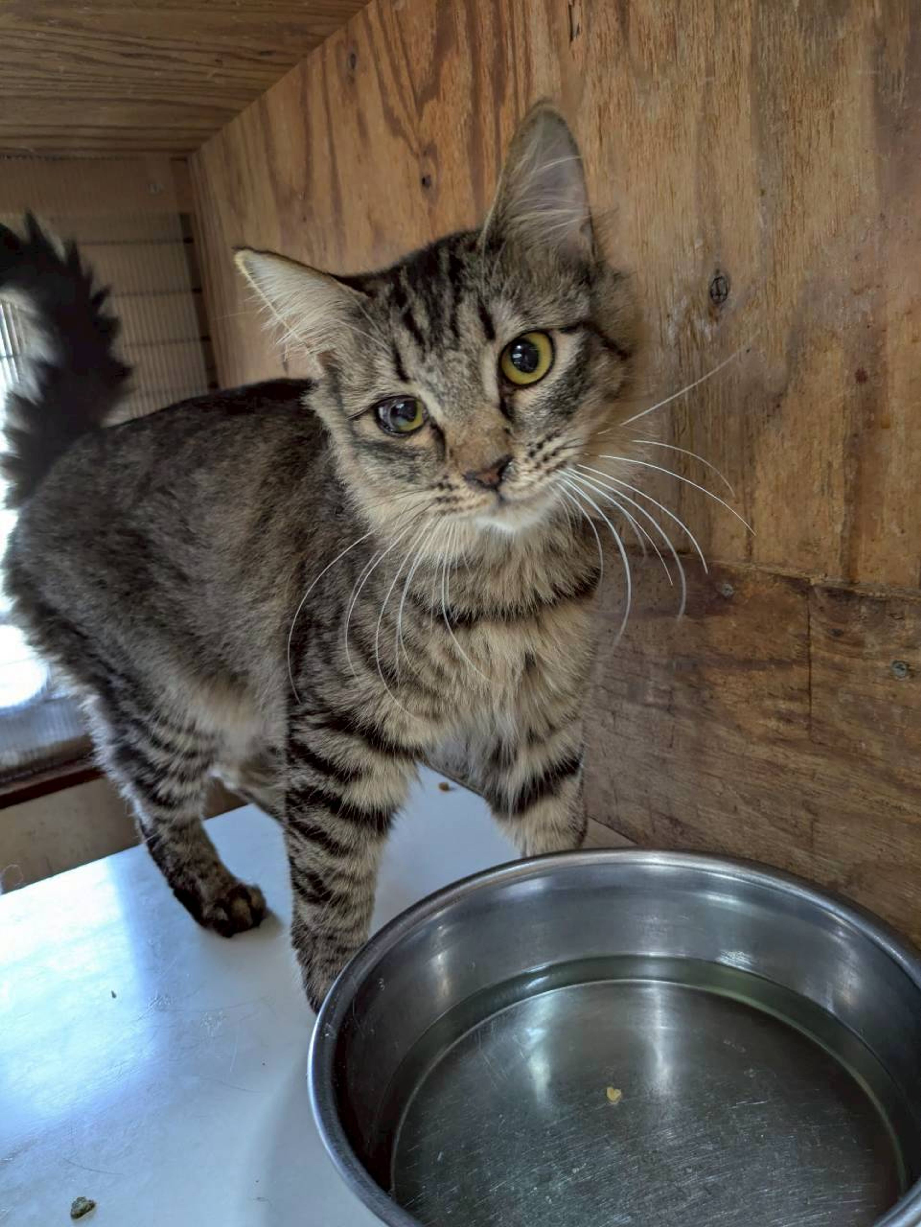 雑種（ミックス猫）・メスの里親募集の写真