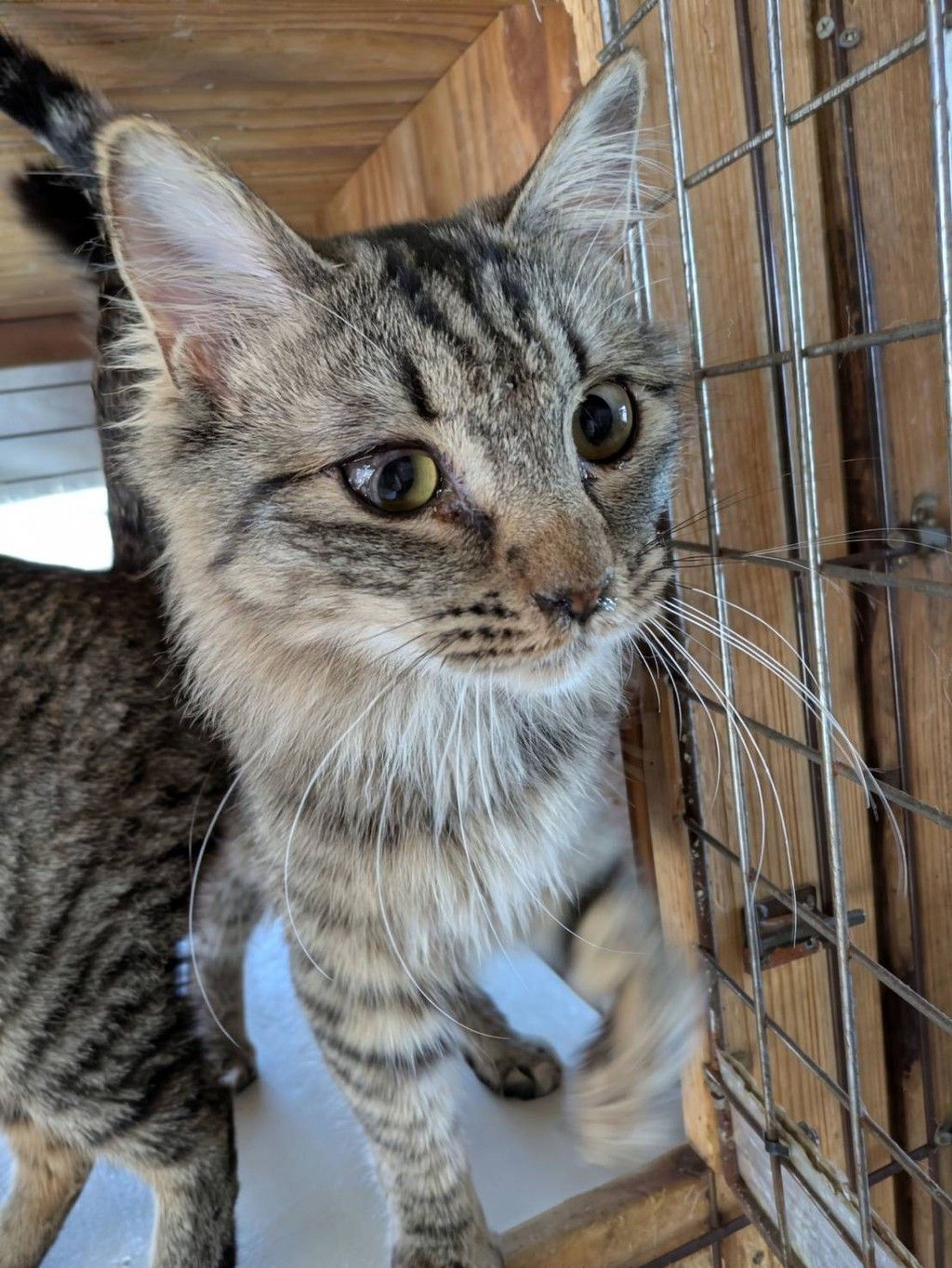 雑種（ミックス猫）・メスの里親募集の写真