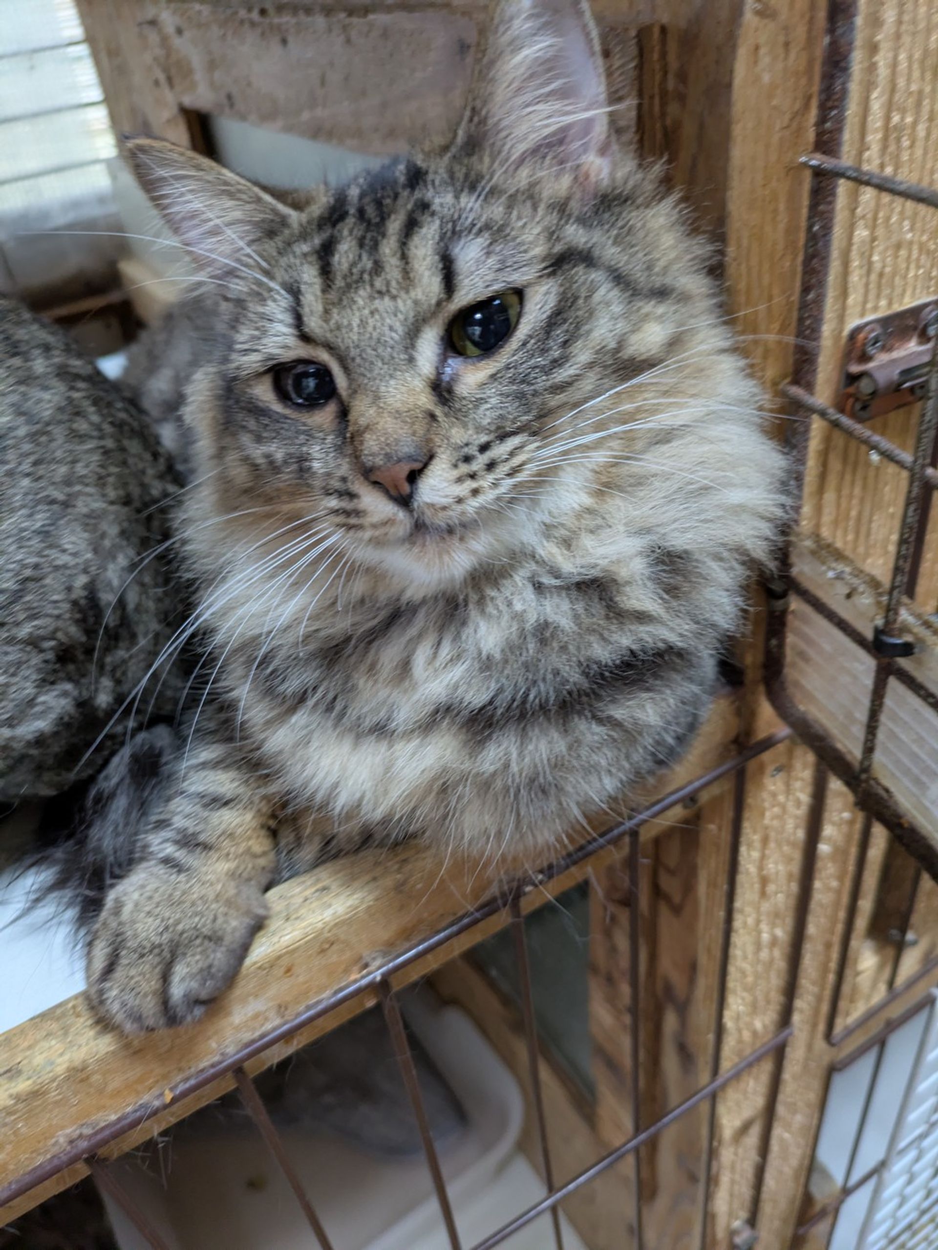 雑種（ミックス猫）・メスの里親募集の写真