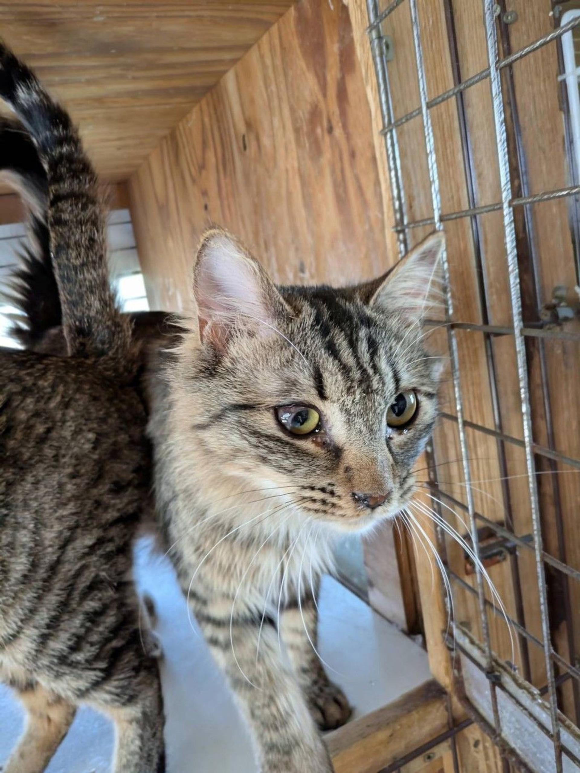 pet-image-4