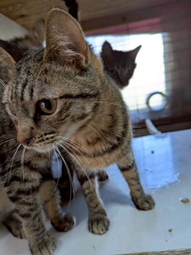 雑種（ミックス猫）・メスの里親募集の写真