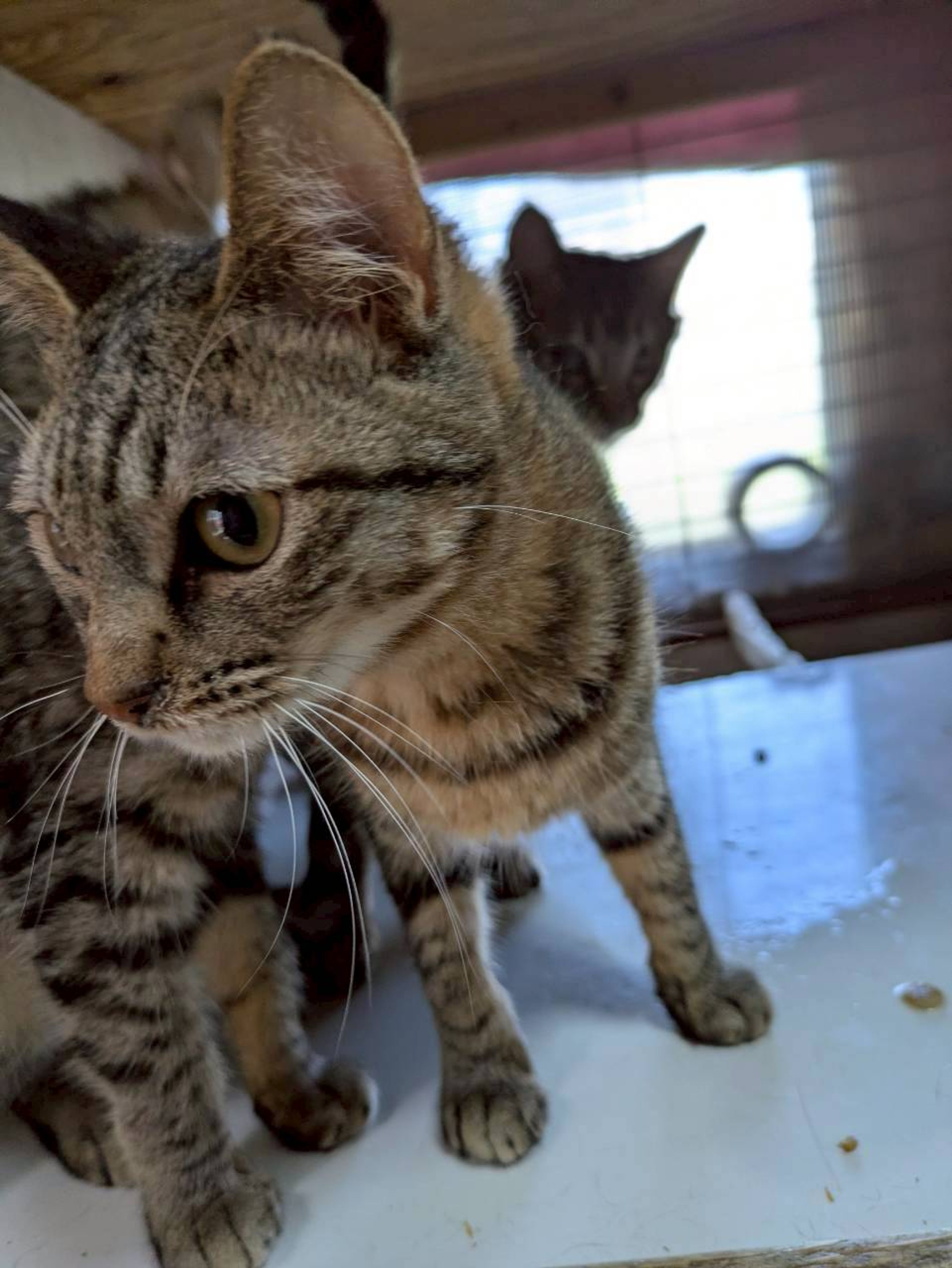 雑種（ミックス猫）・メスの里親募集の写真