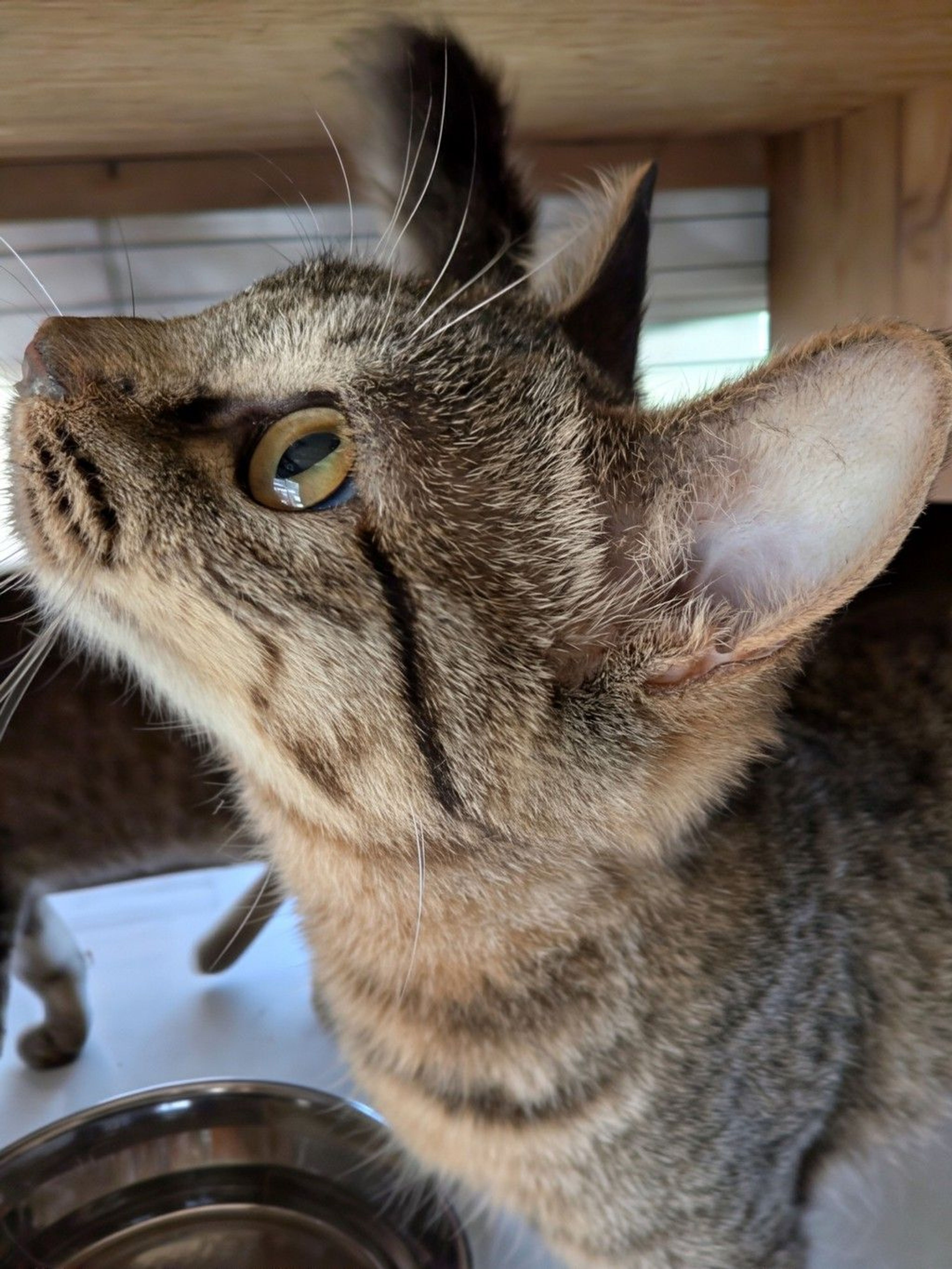 pet-image-3