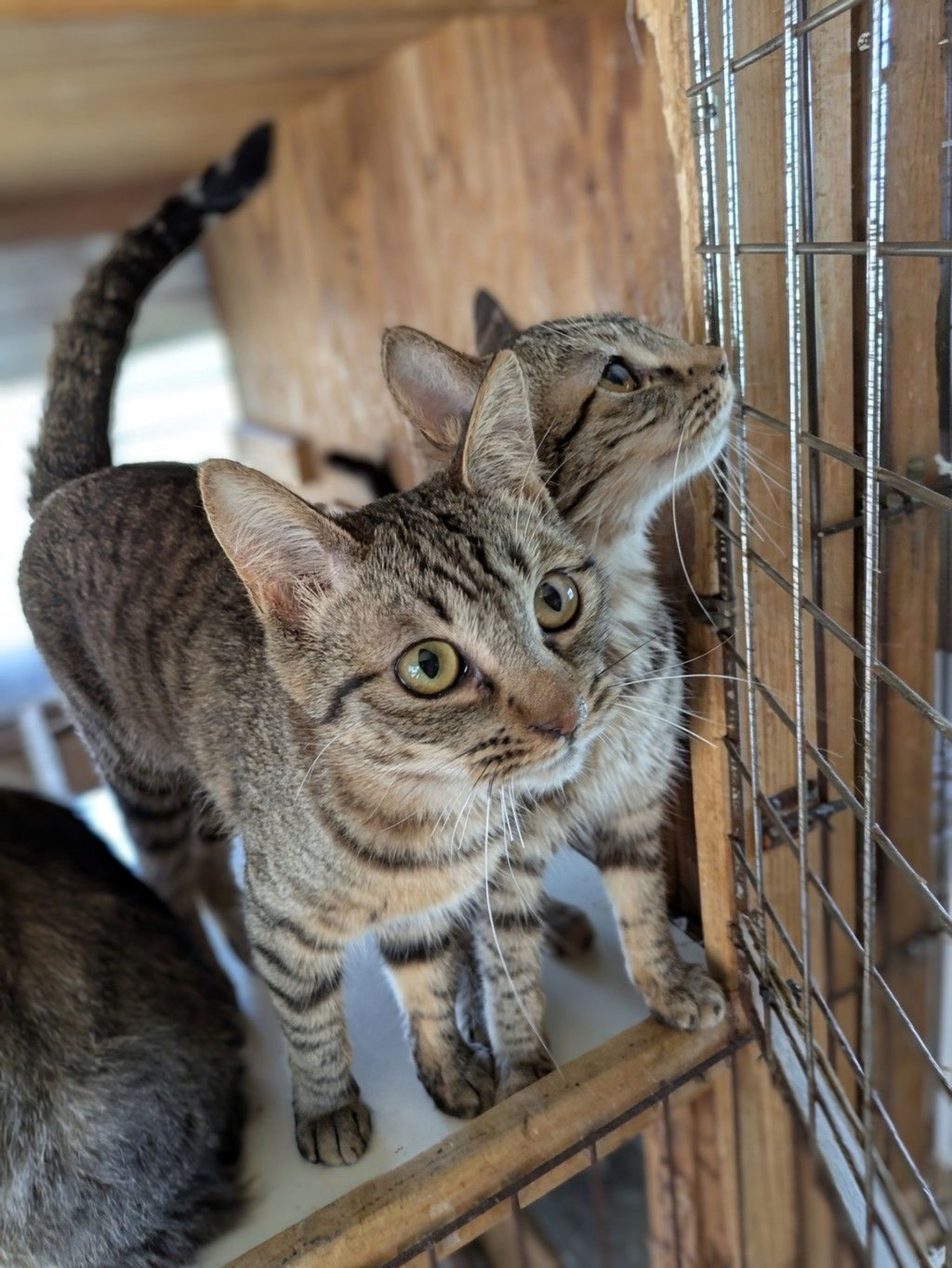 雑種（ミックス猫）・メスの里親募集の写真
