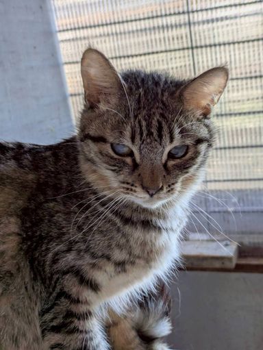 雑種（ミックス猫）・メスの里親募集の写真