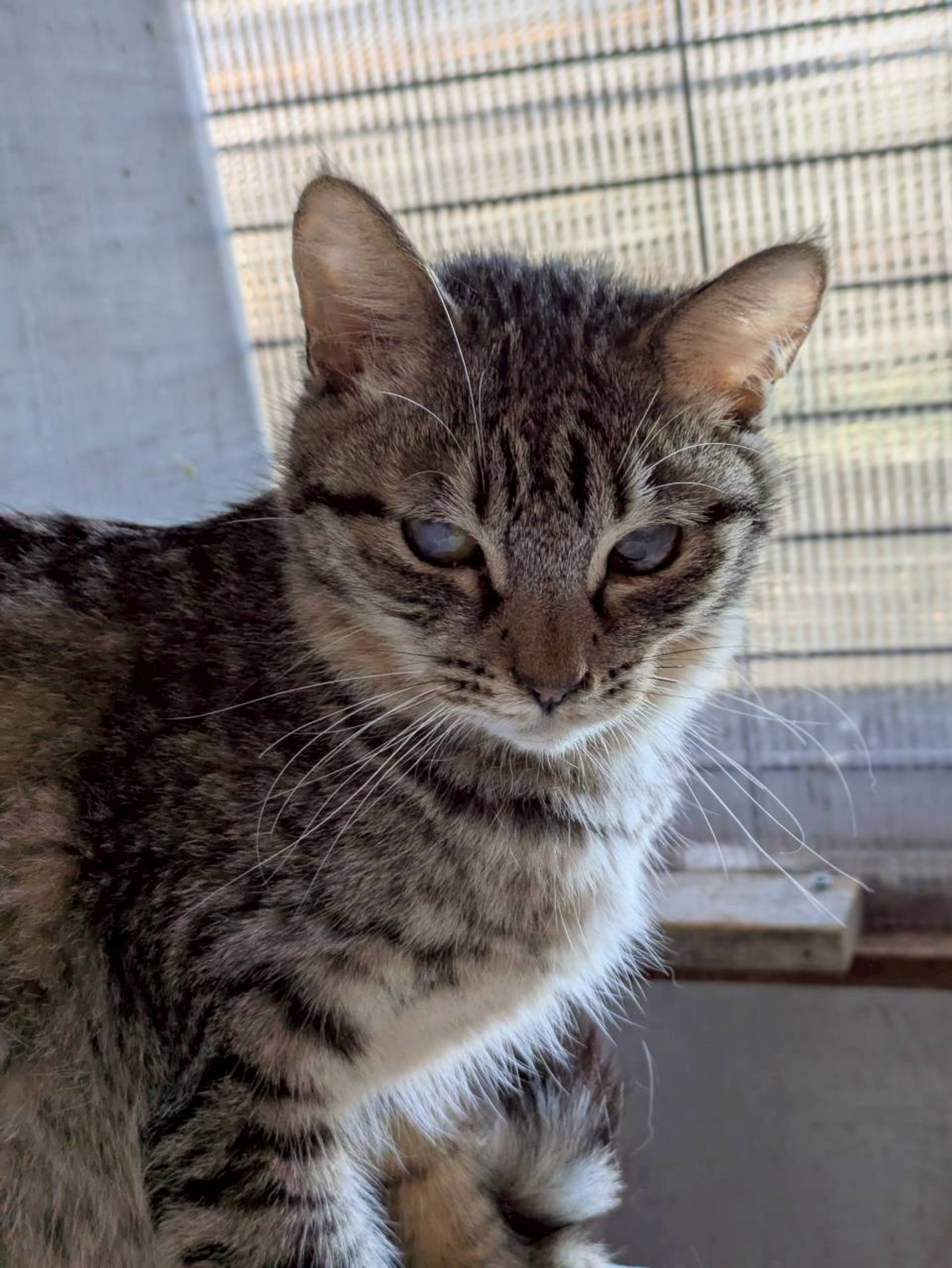 雑種（ミックス猫）・メスの里親募集の写真