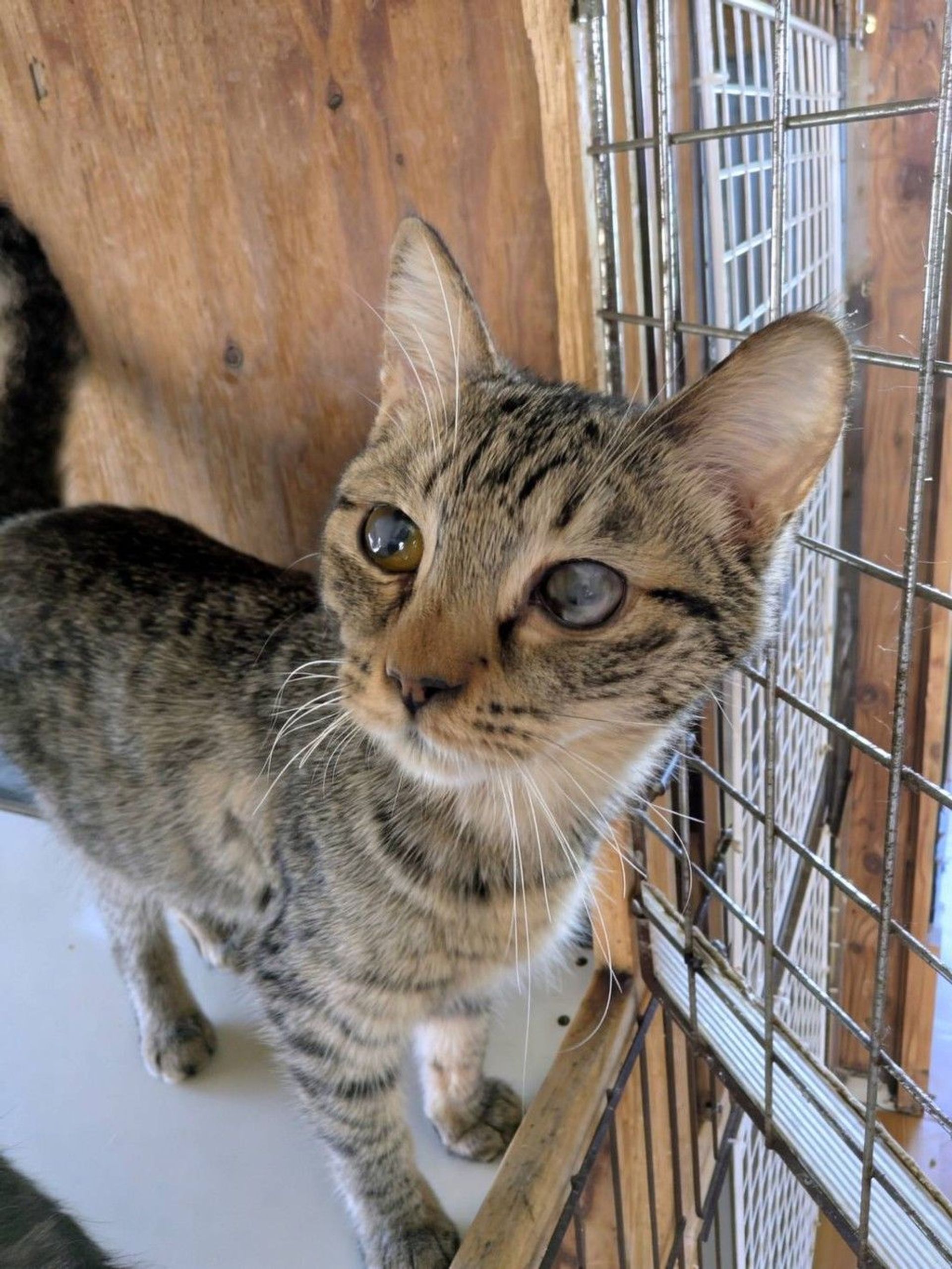 雑種（ミックス猫）・メスの里親募集の写真