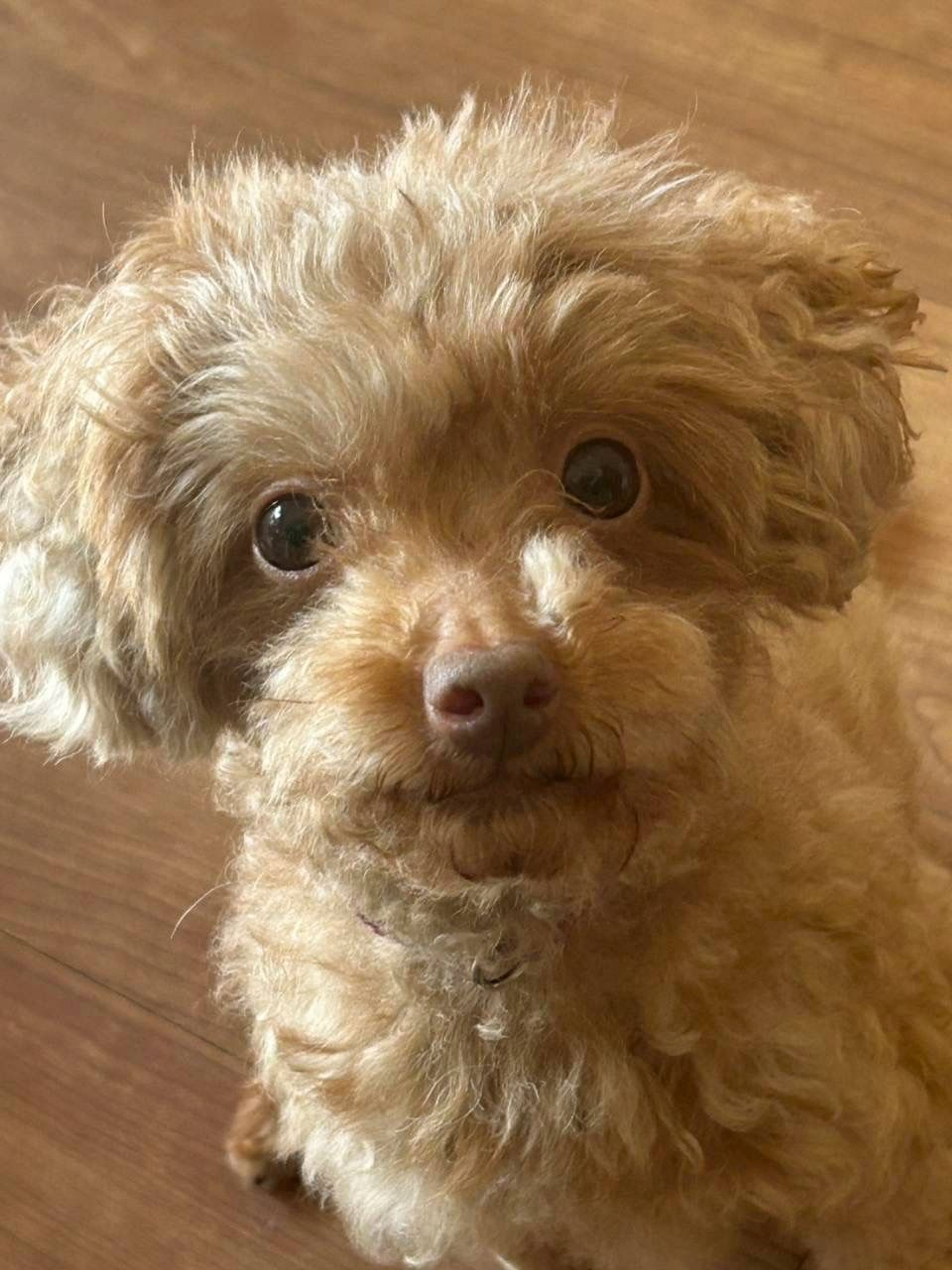 トイプードル・メスの里親募集の写真