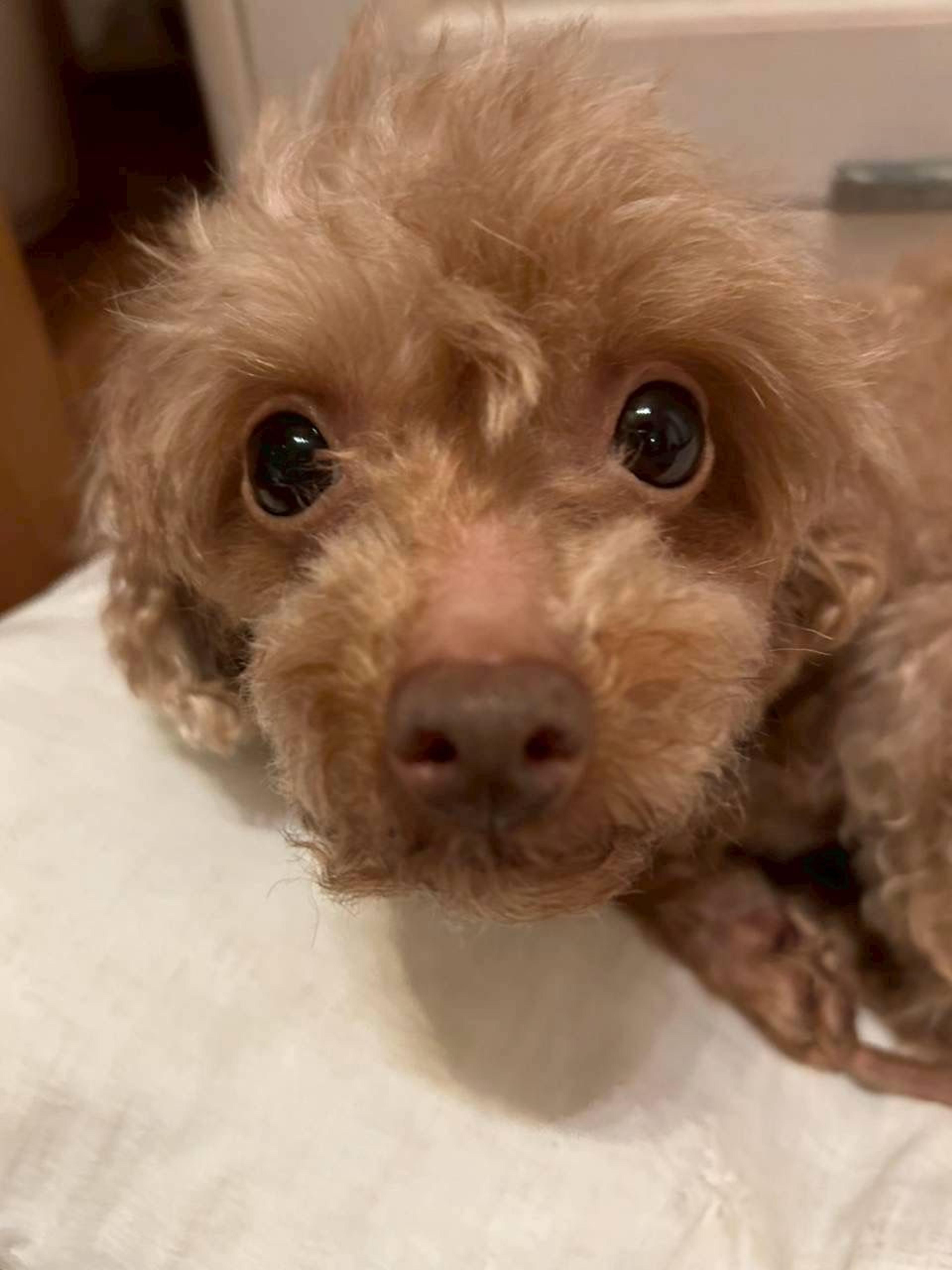 pet-image-3