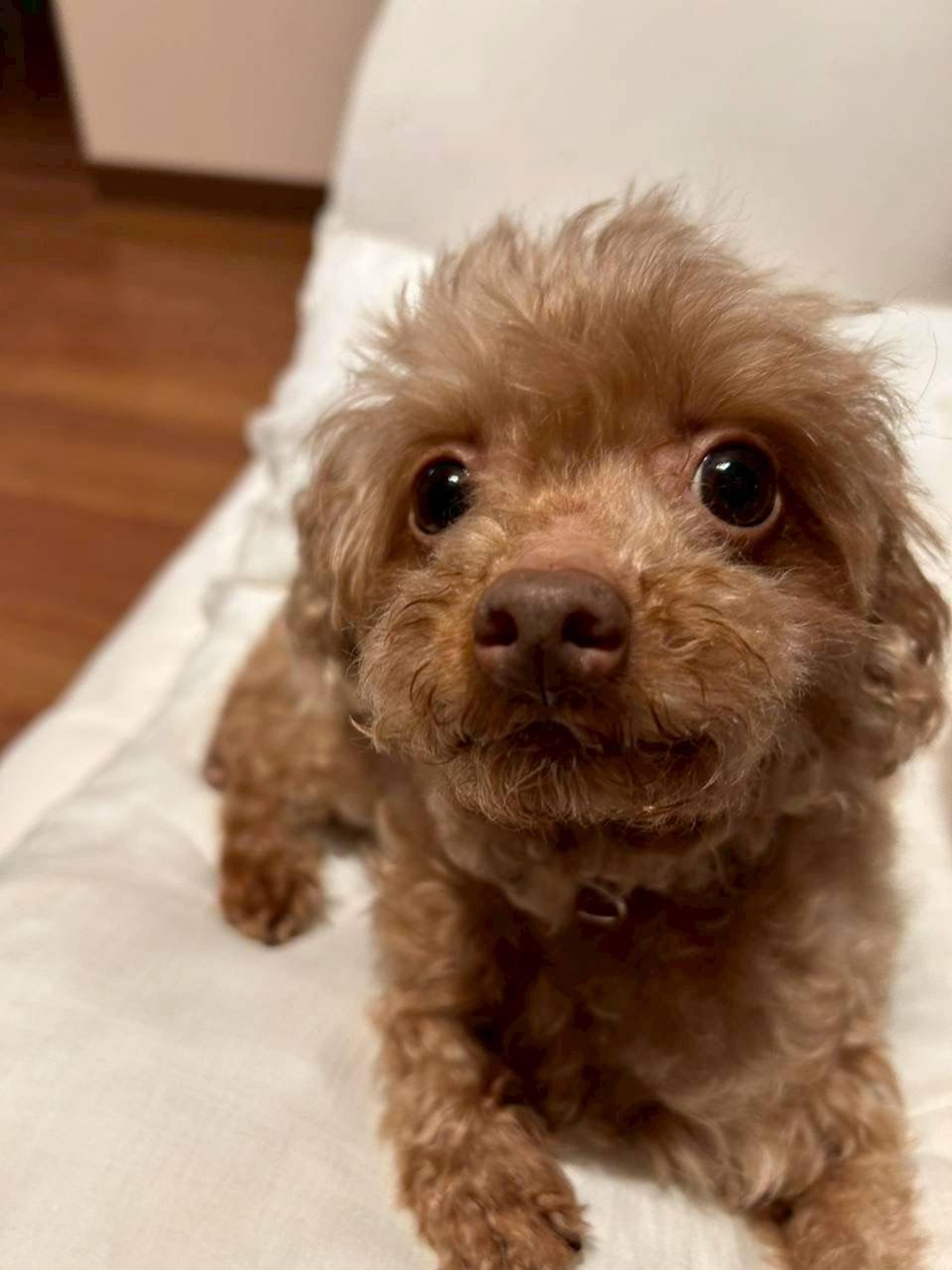 pet-image-4
