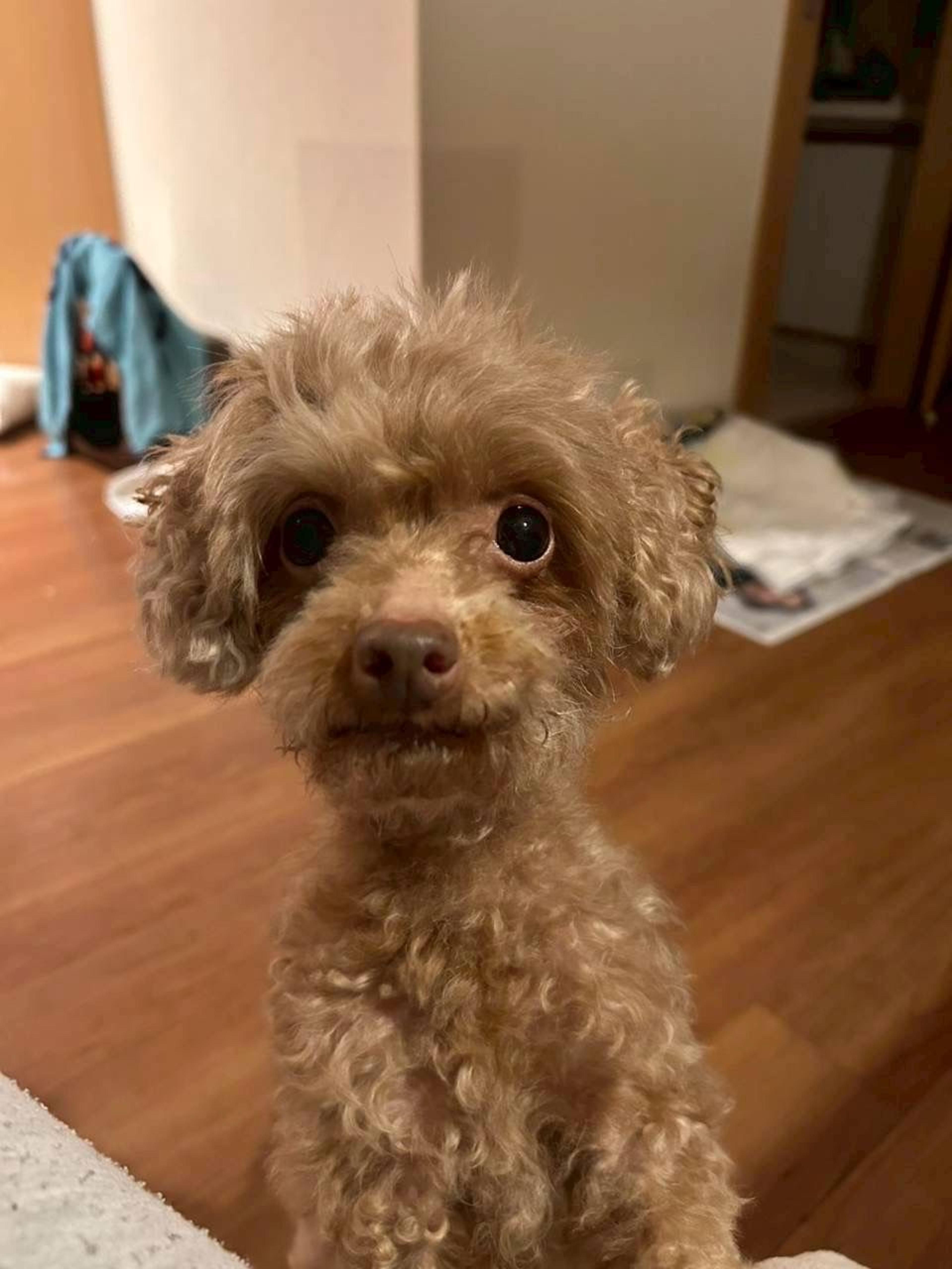 pet-image-6