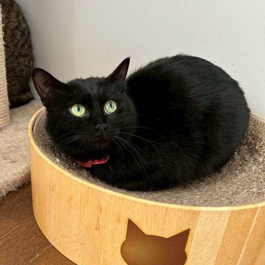 雑種（ミックス猫）・メスの里親募集の写真