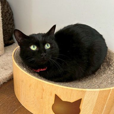 雑種（ミックス猫）・メスの里親募集の写真