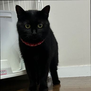雑種（ミックス猫）・メスの里親募集の写真