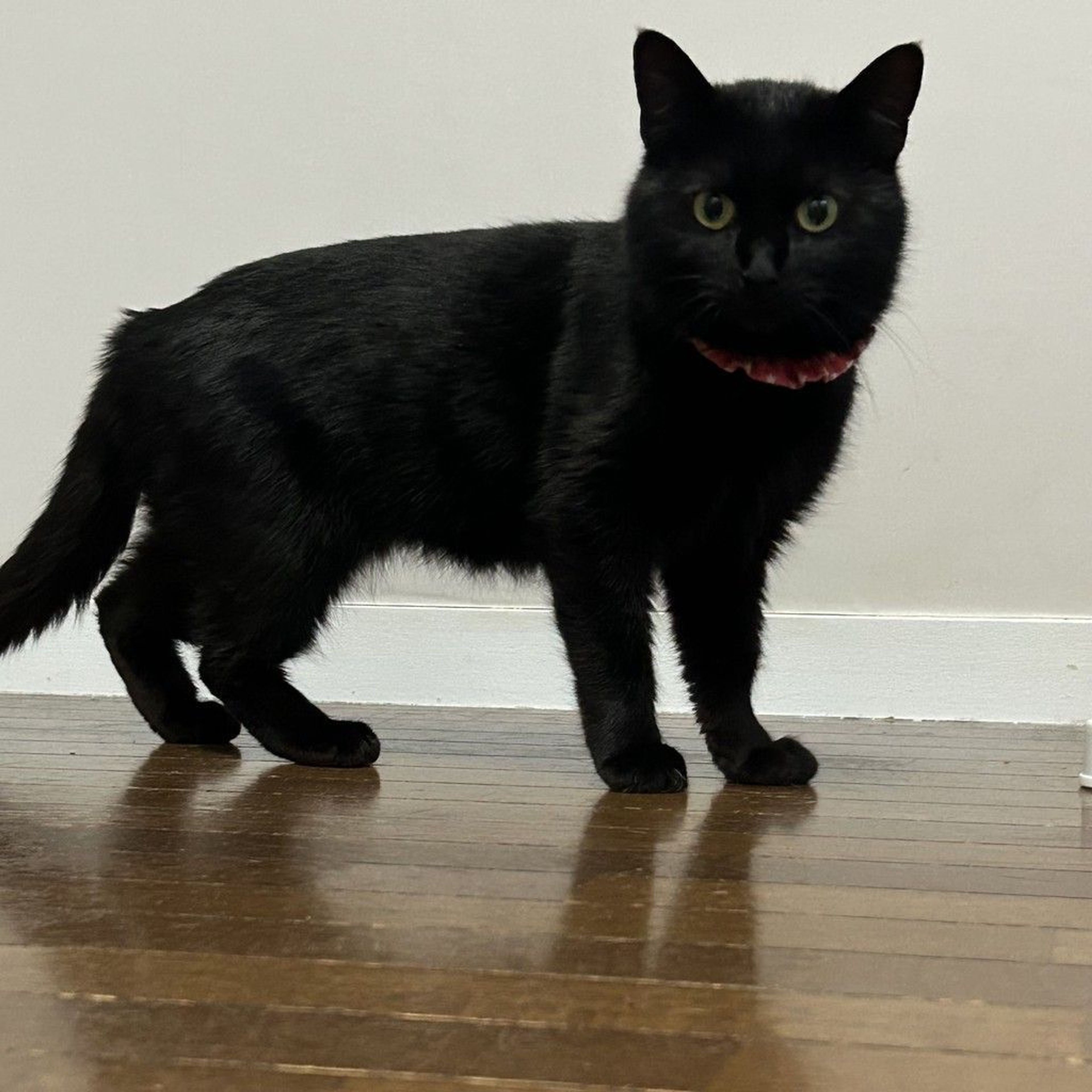pet-image-3