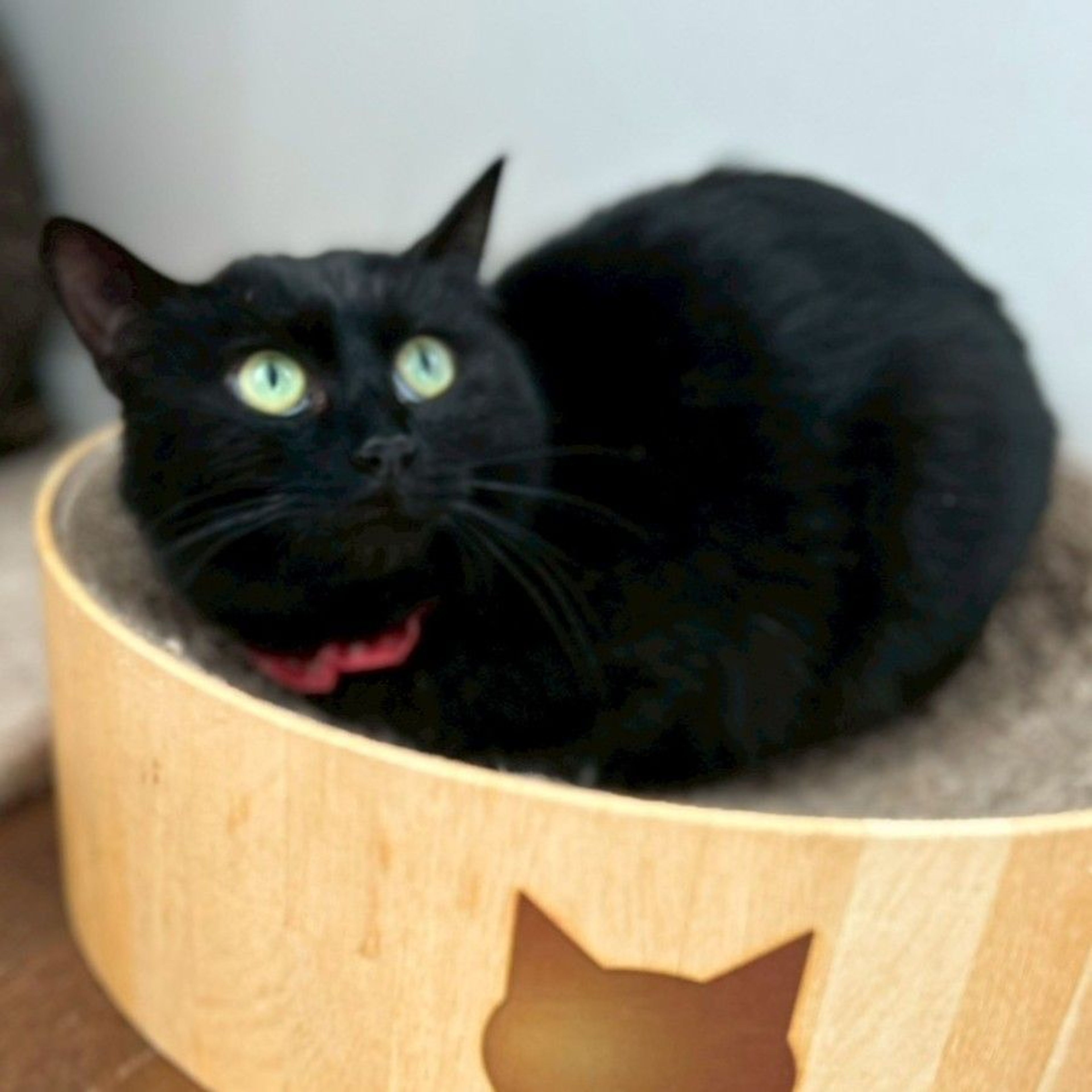pet-image-7