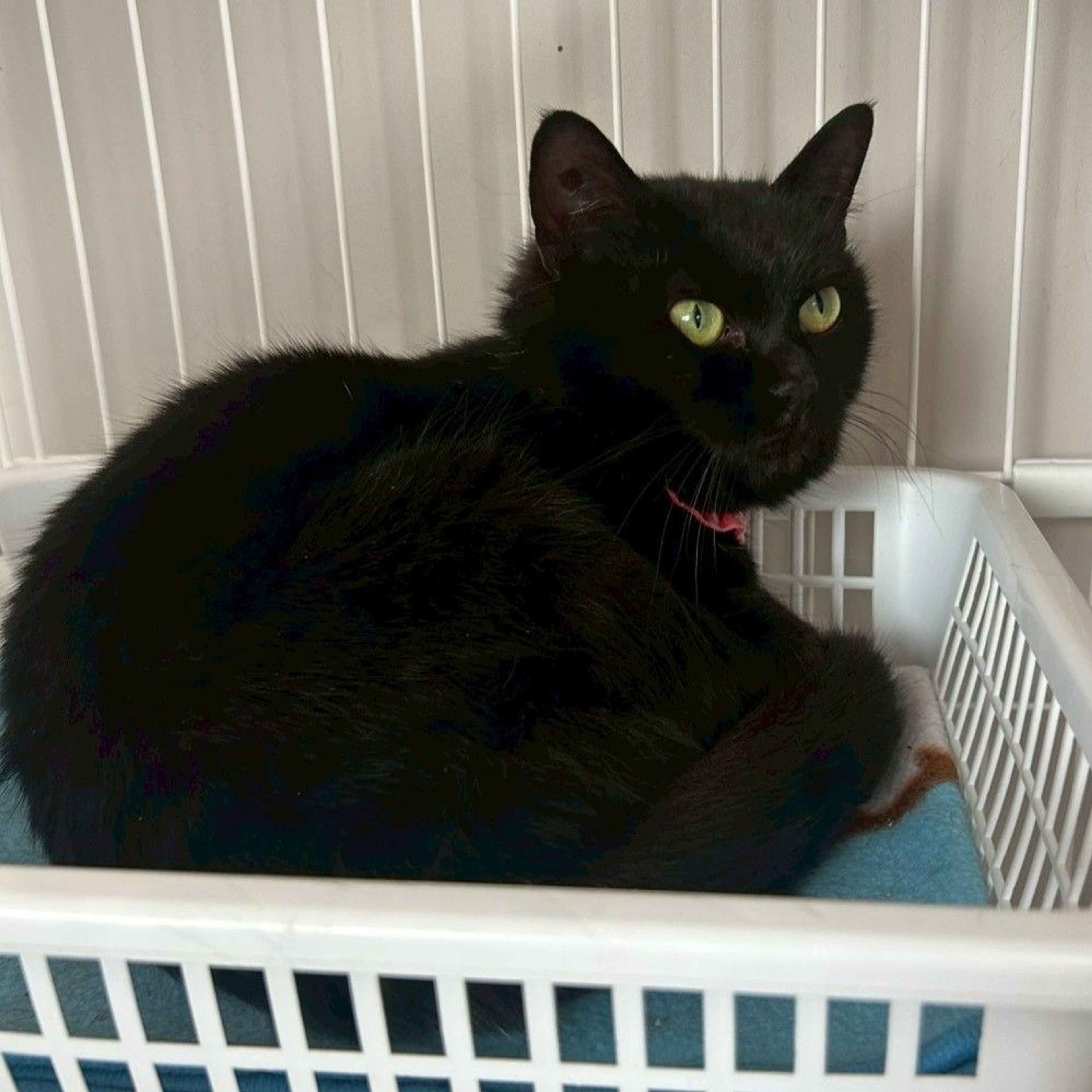 pet-image-8