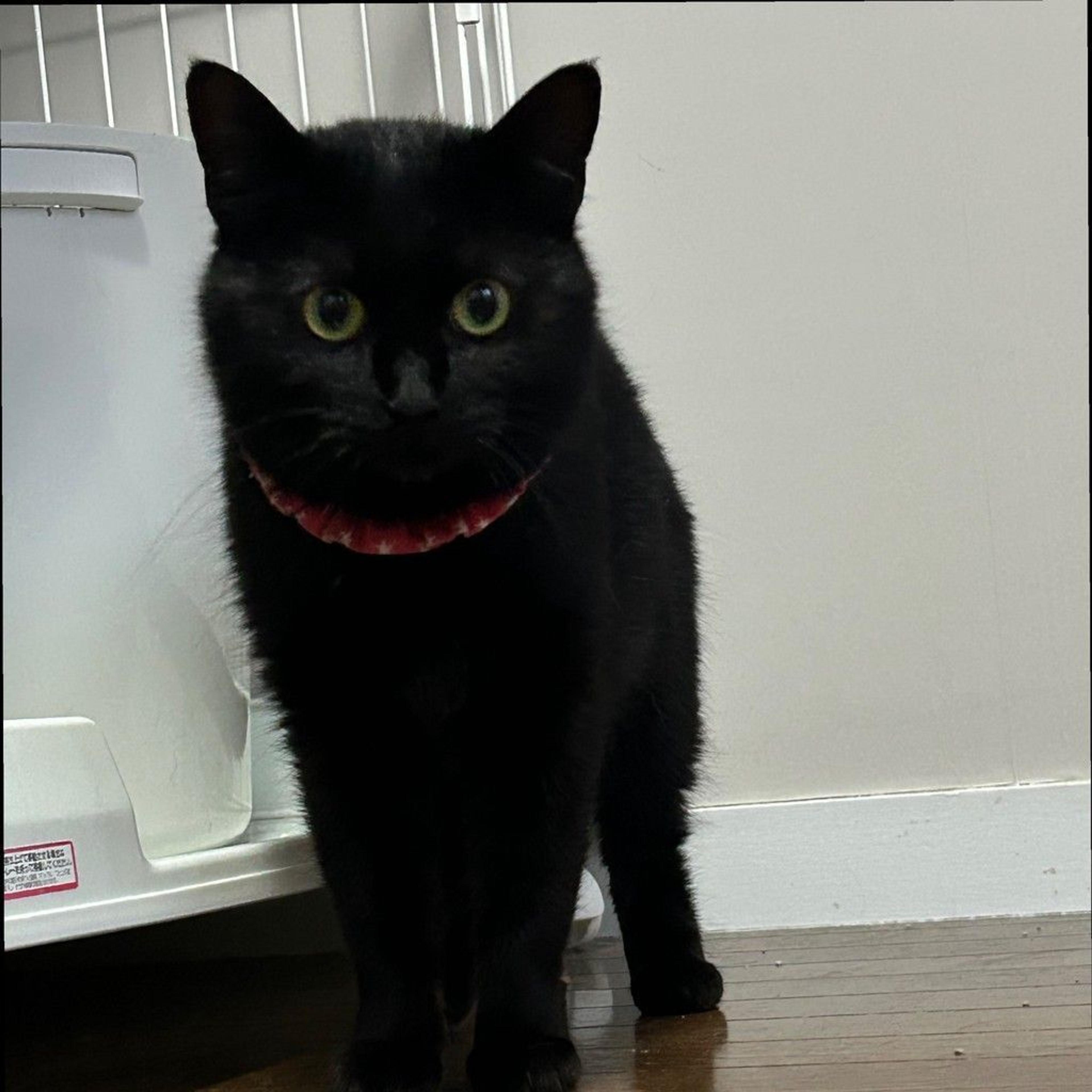 pet-image-2