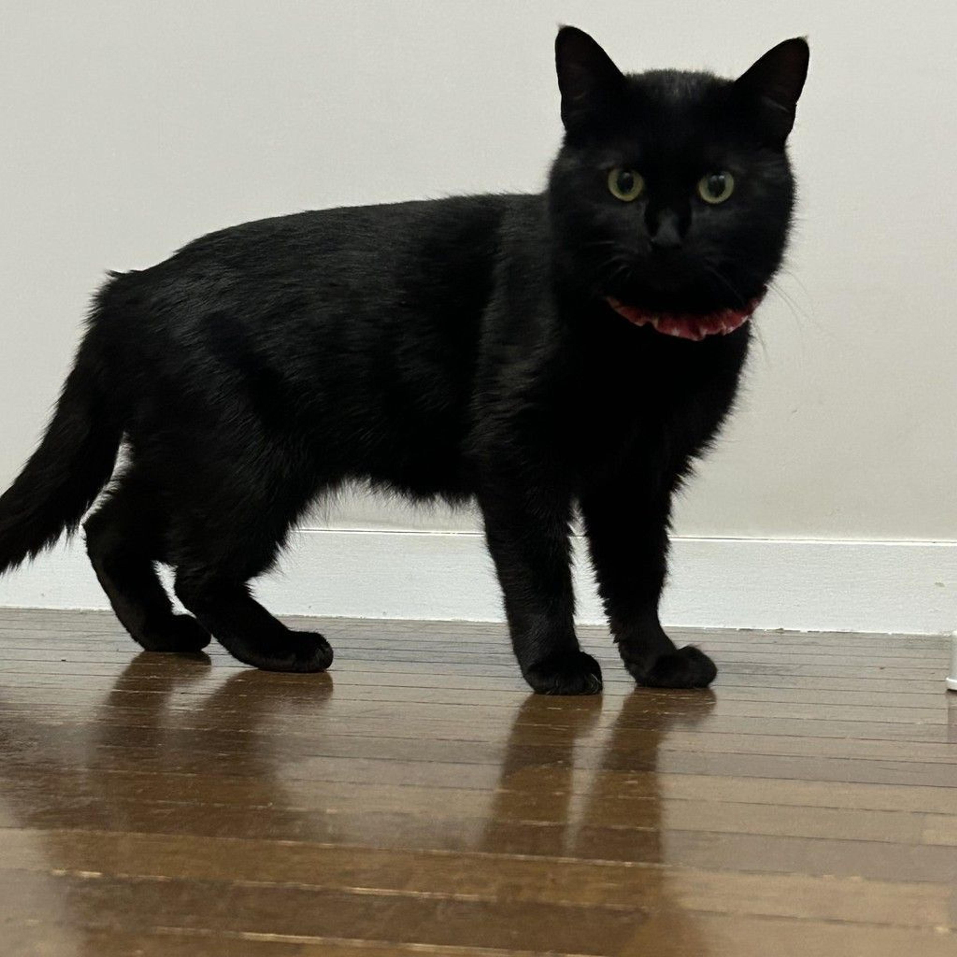 pet-image-3