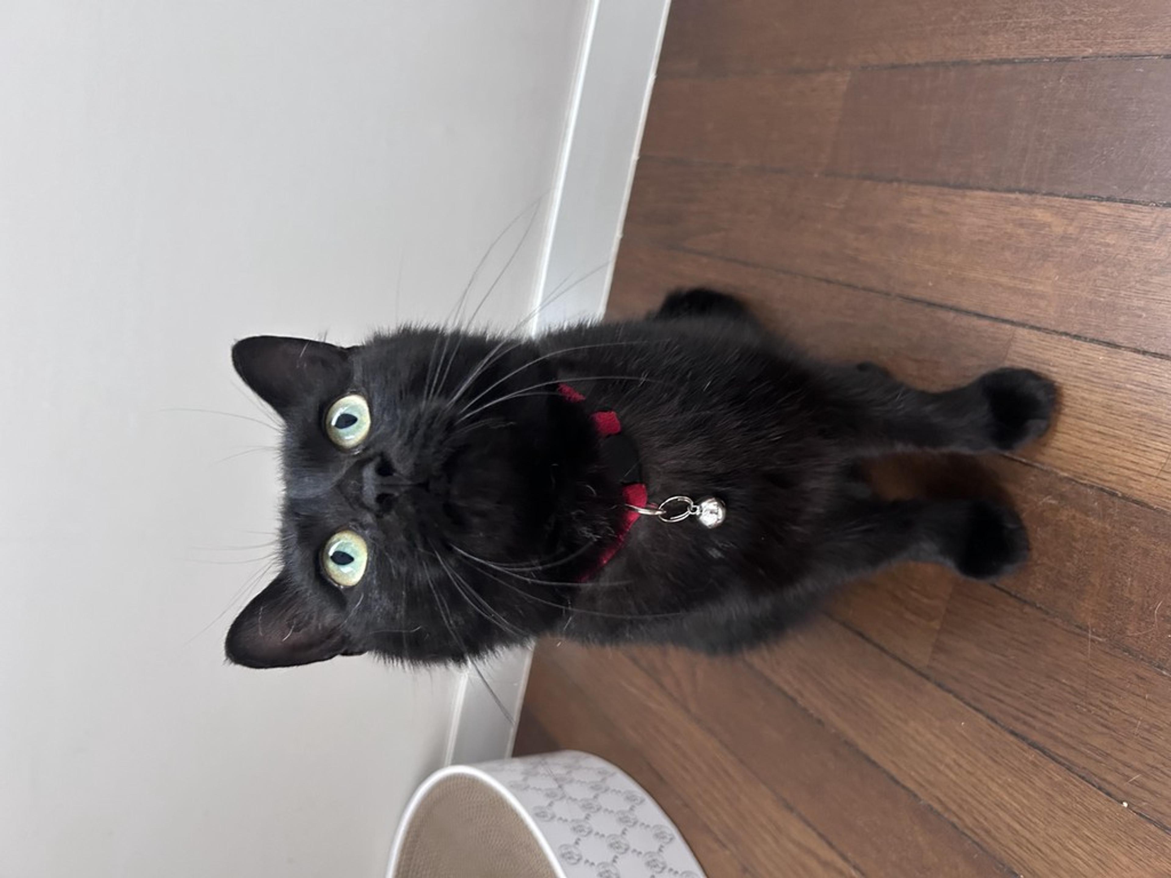 pet-image-4