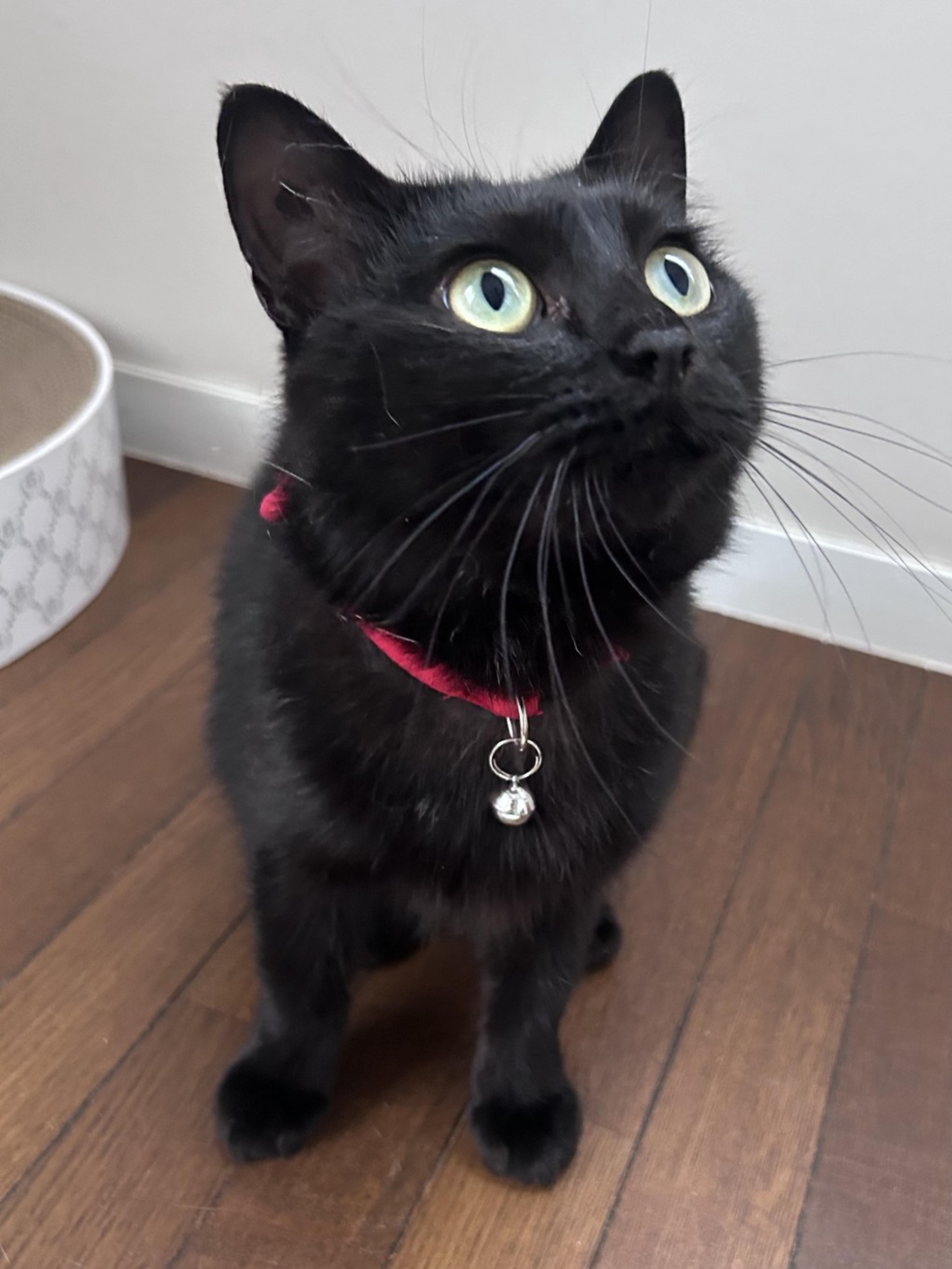 pet-image-7