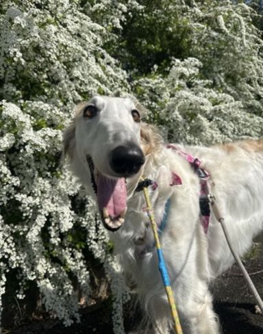 ボルゾイ・メスの里親募集の写真