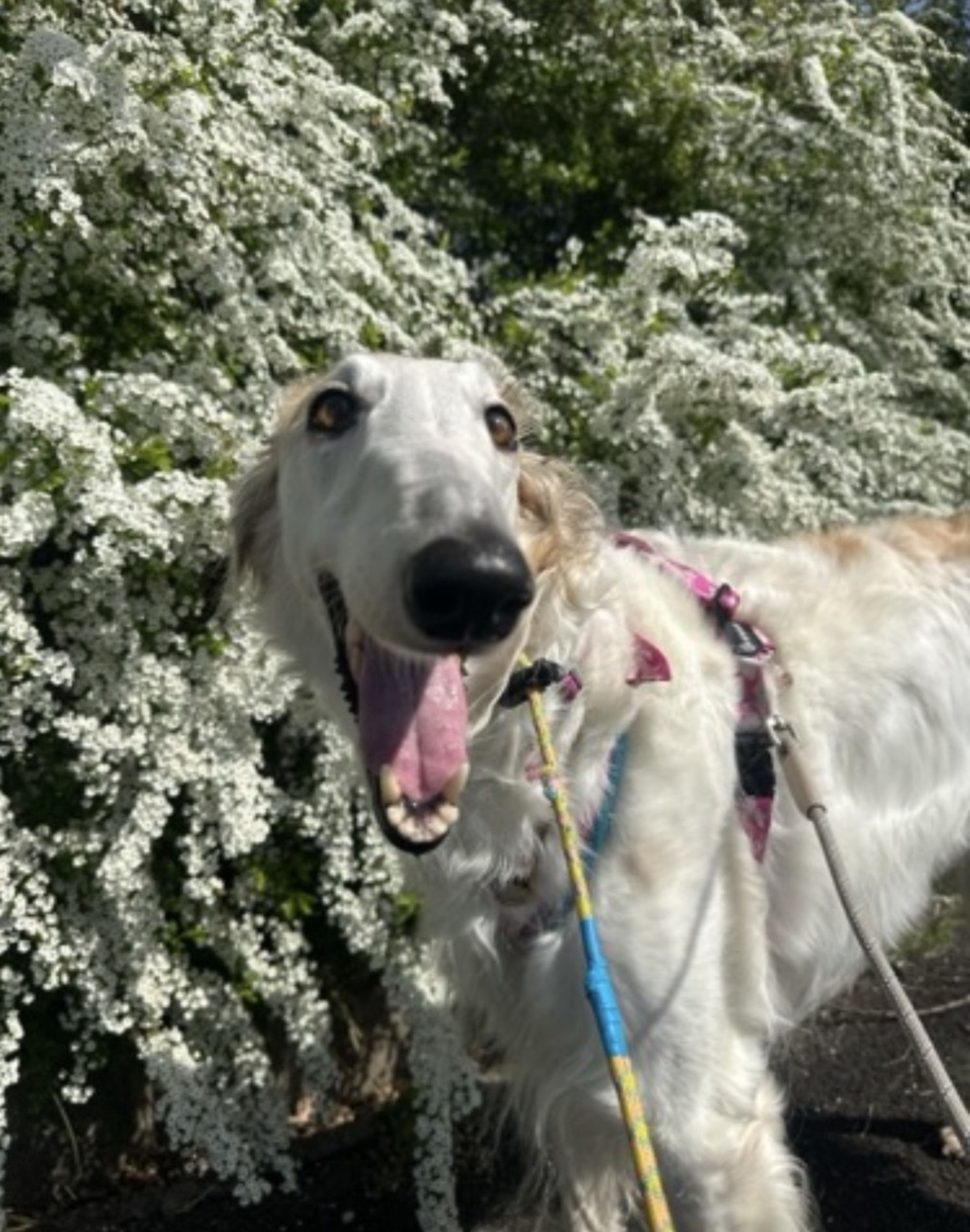 ボルゾイ・メスの里親募集の写真