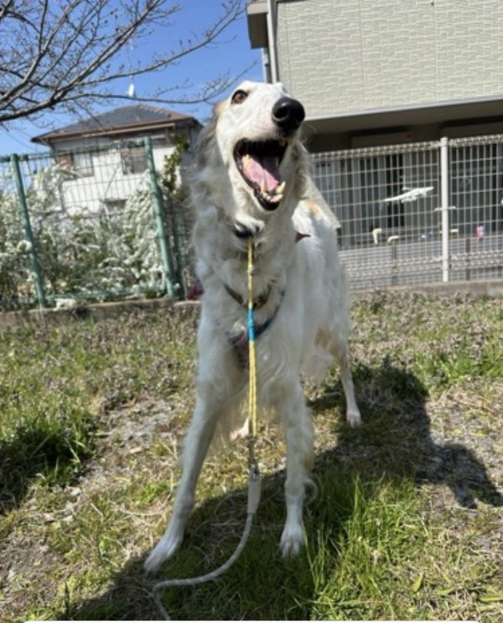 pet-image-4