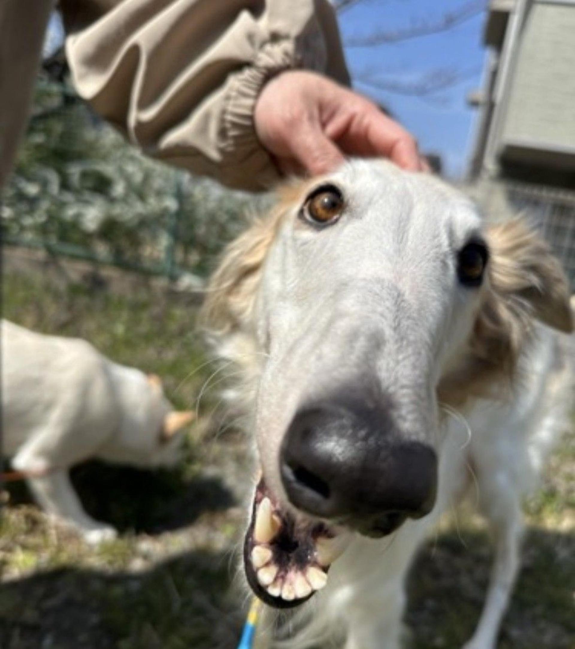 pet-image-8