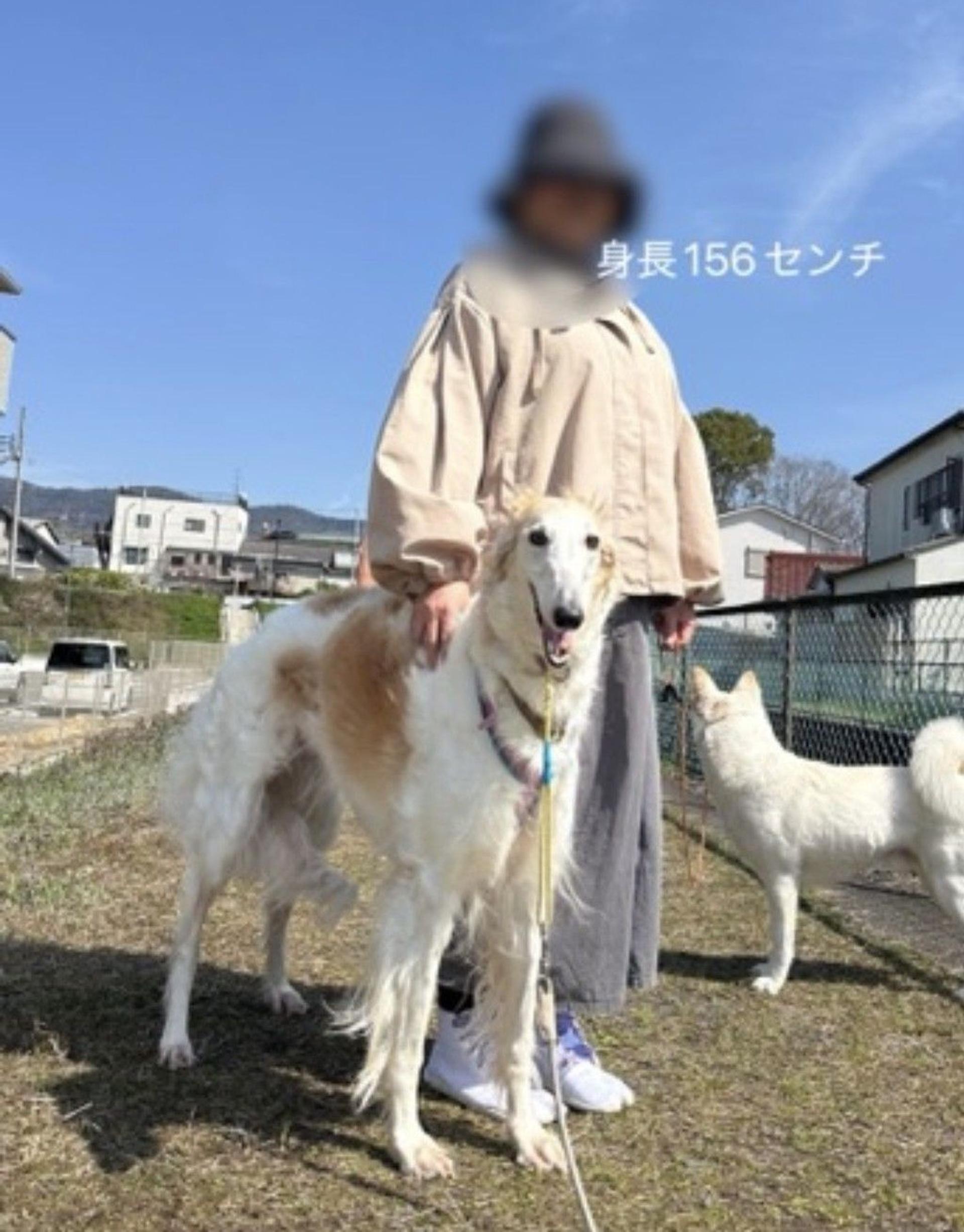 pet-image-9